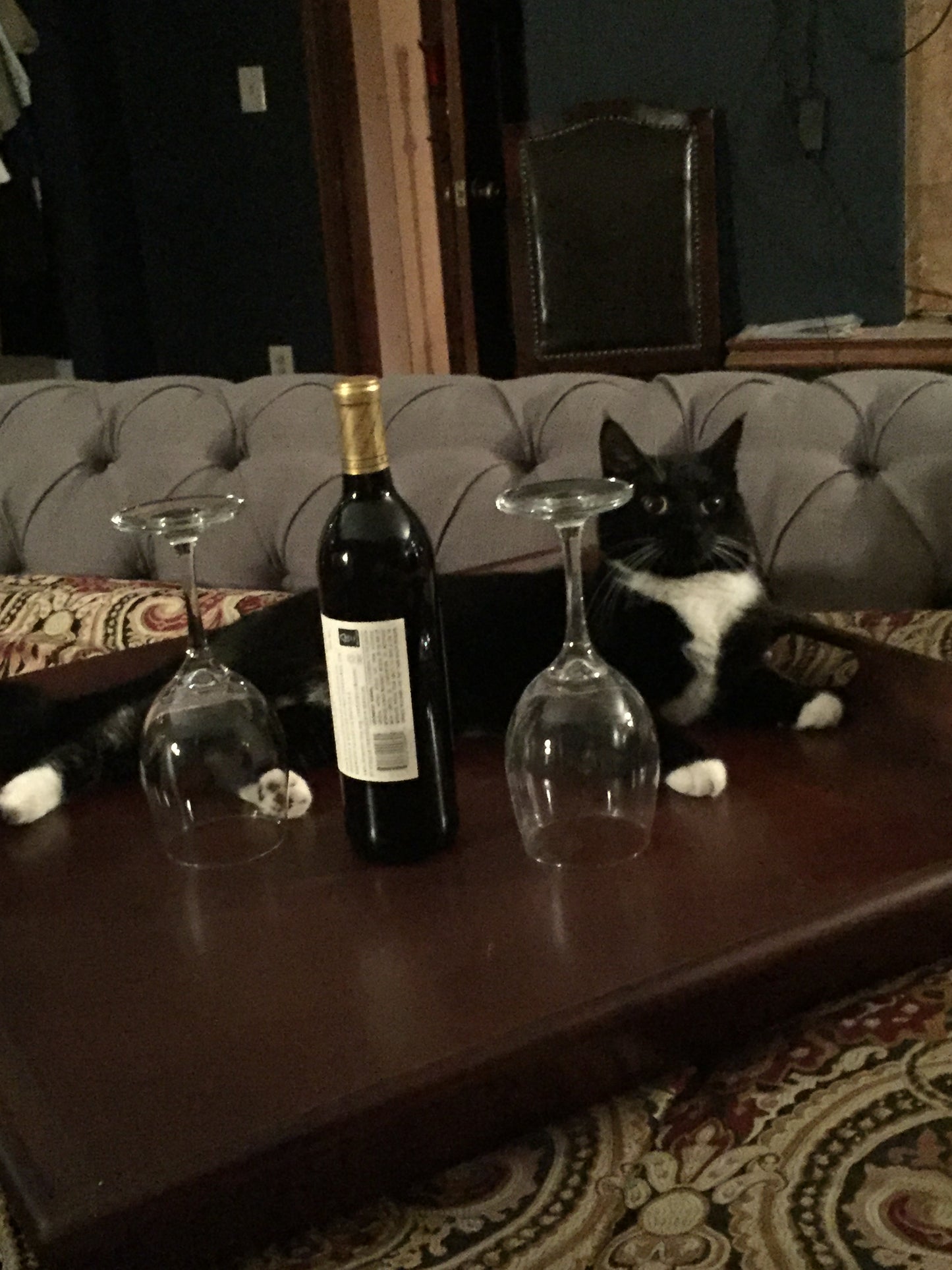 Cat lying on a glass table with wine bottle and glasses