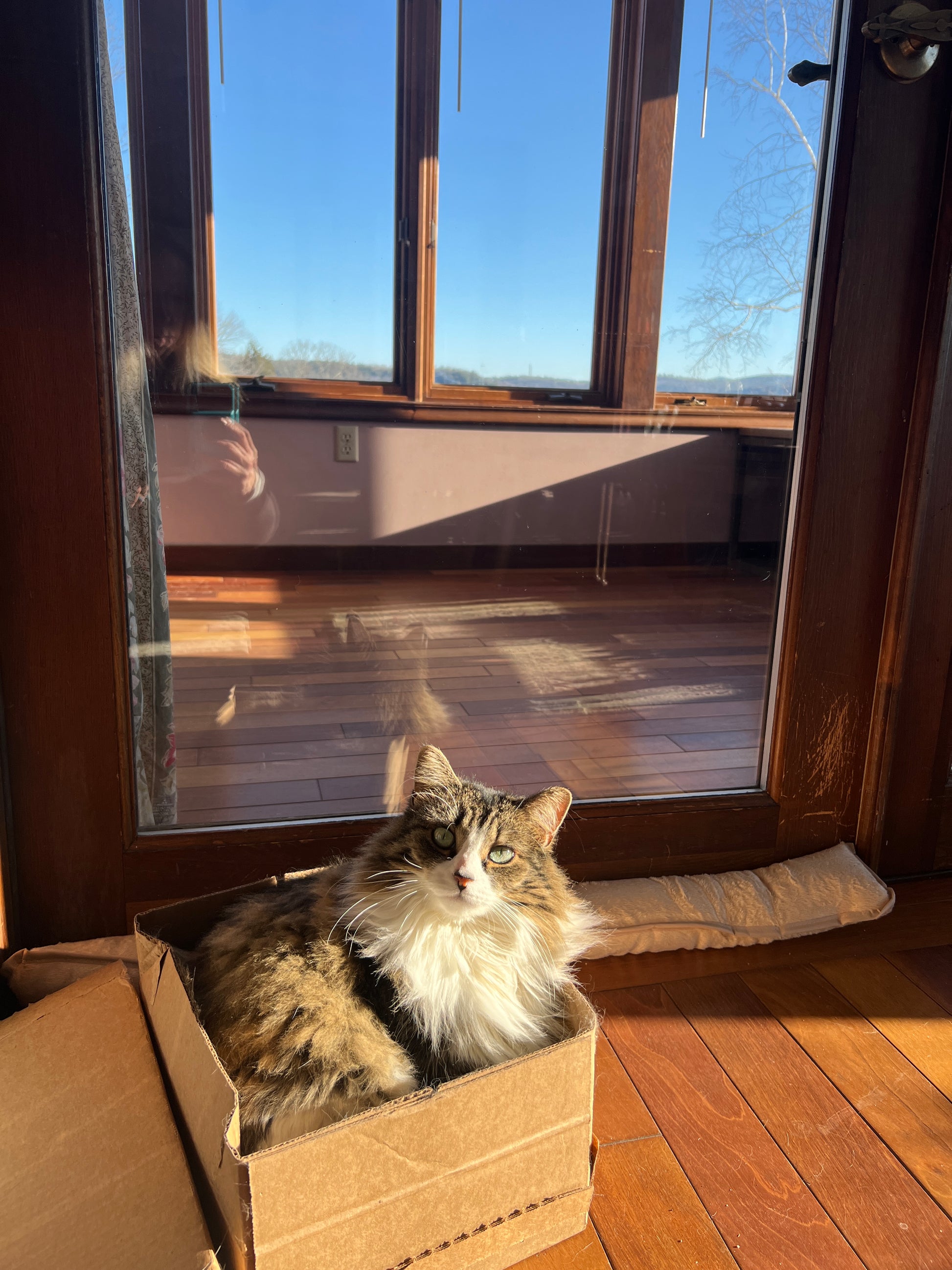 Cat sitting inside a cardboard box by a window with blue sky outside