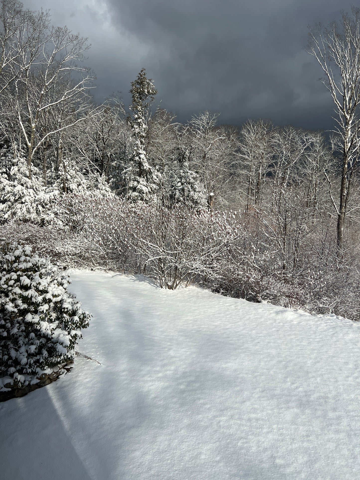 Snow-covered trees and landscape with a dark sky.