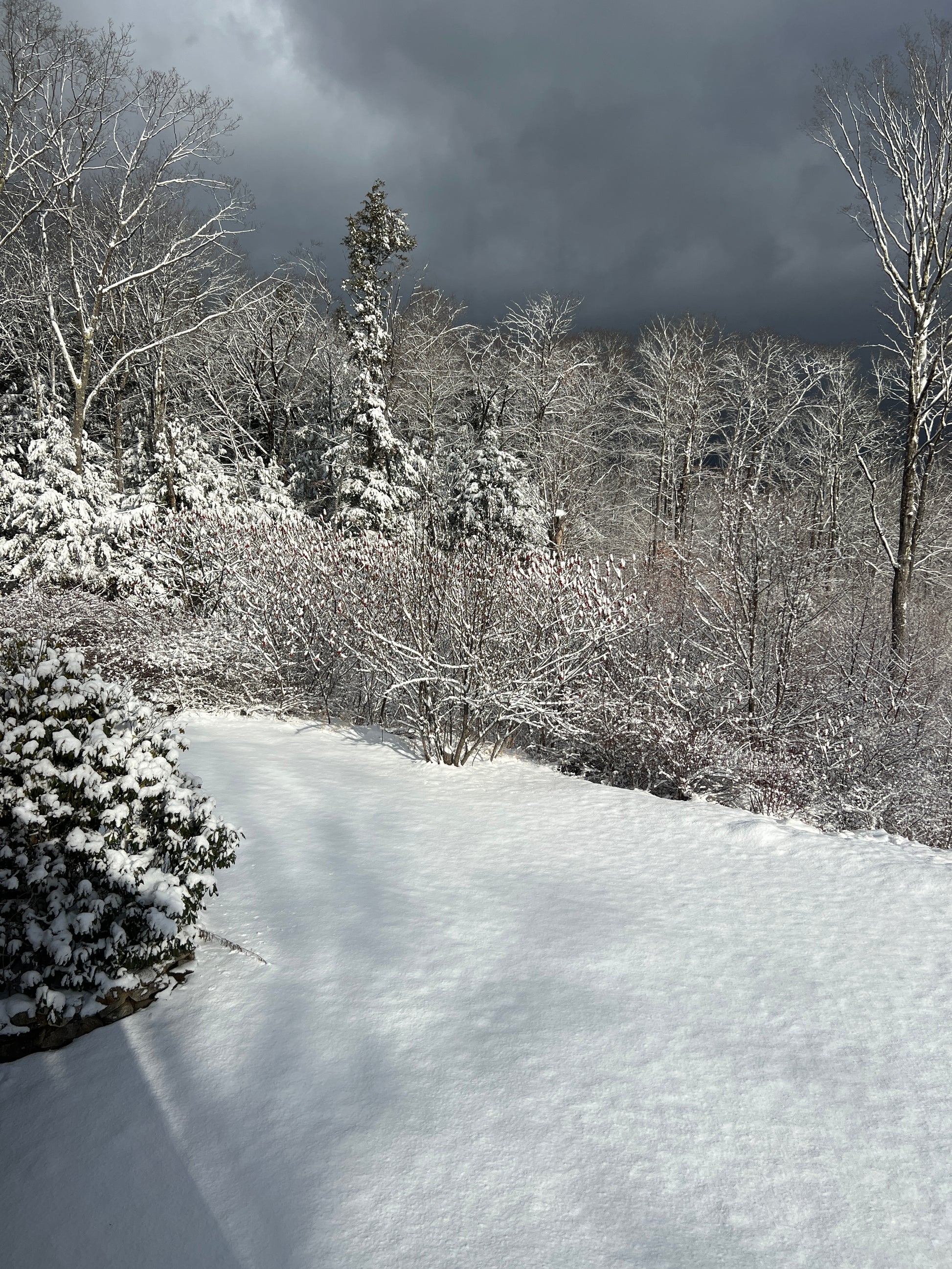 Snow-covered trees and landscape with a dark sky.
