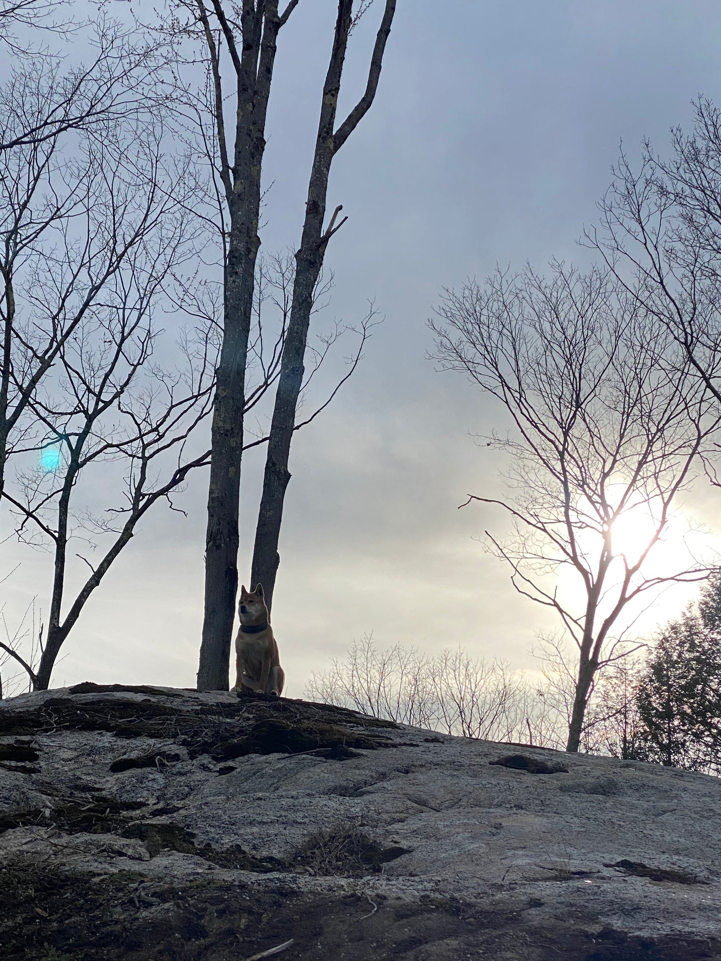 Tree branches reaching towards a bright sunlit sky with a rocky cliff in the foreground. Sheba Inu dog sitting on ledge.