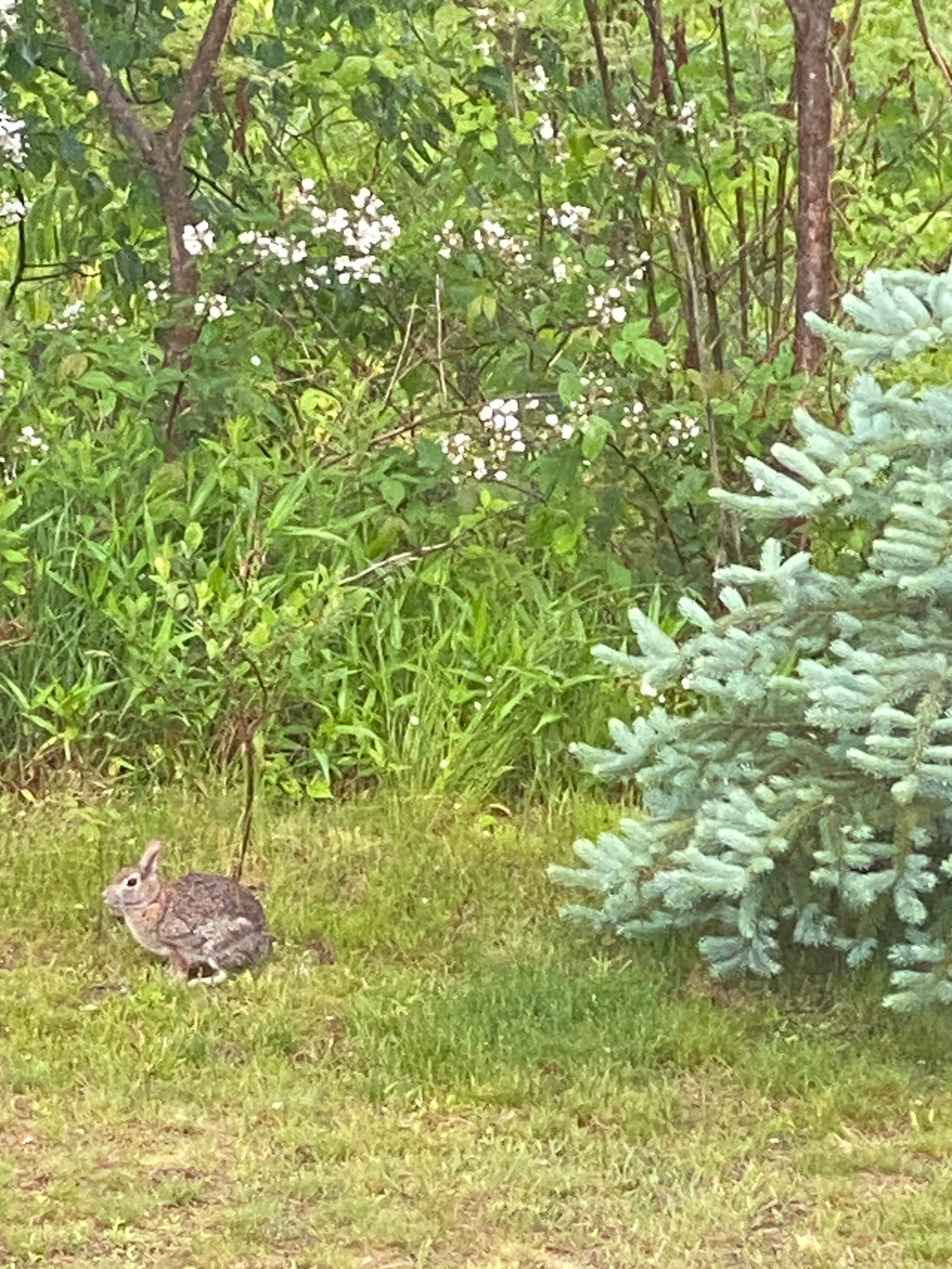 Hare in a grassy area with trees and plants