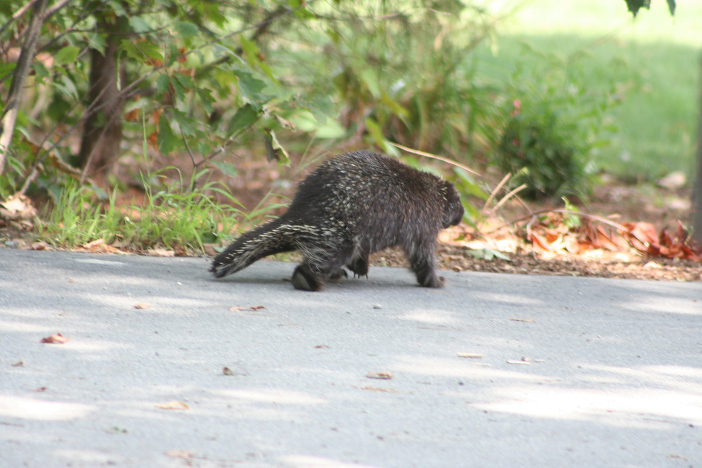 Coati walking on a road with greenery in the background