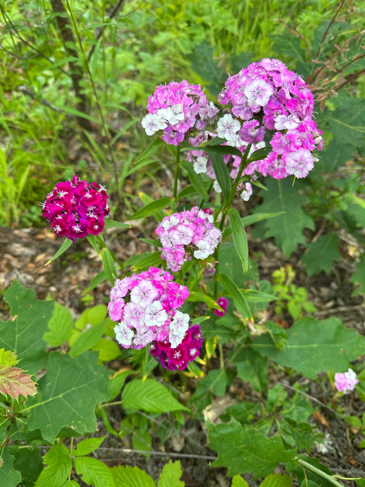 Group of pink and white flowers with green leaves in the background