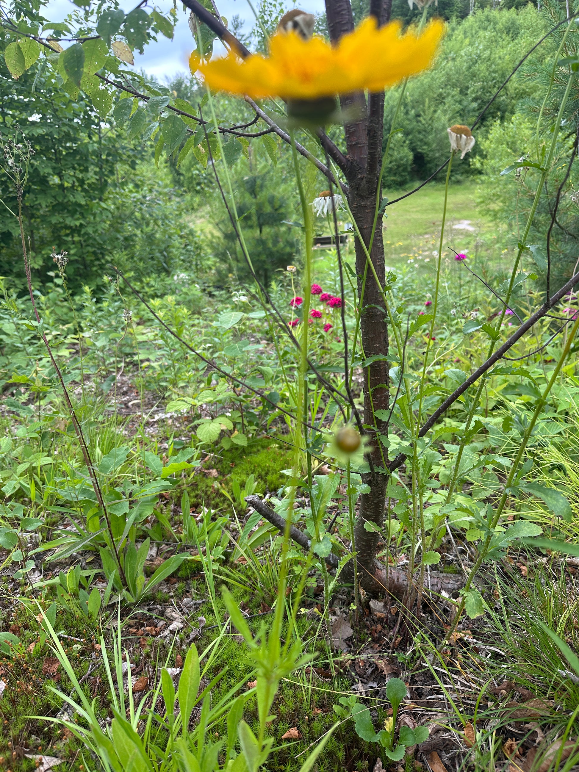 Yellow flower in a natural setting with greenery with the trails in the  distance.