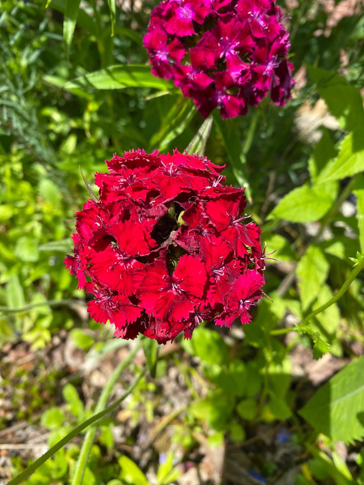 Close-up of red flowers with green leaves in the background