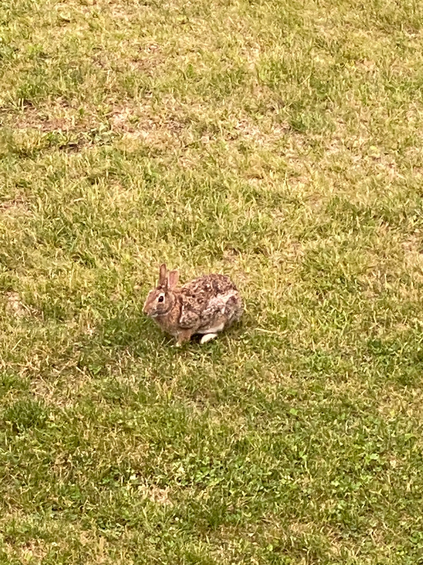 Rabbit on a grassy field