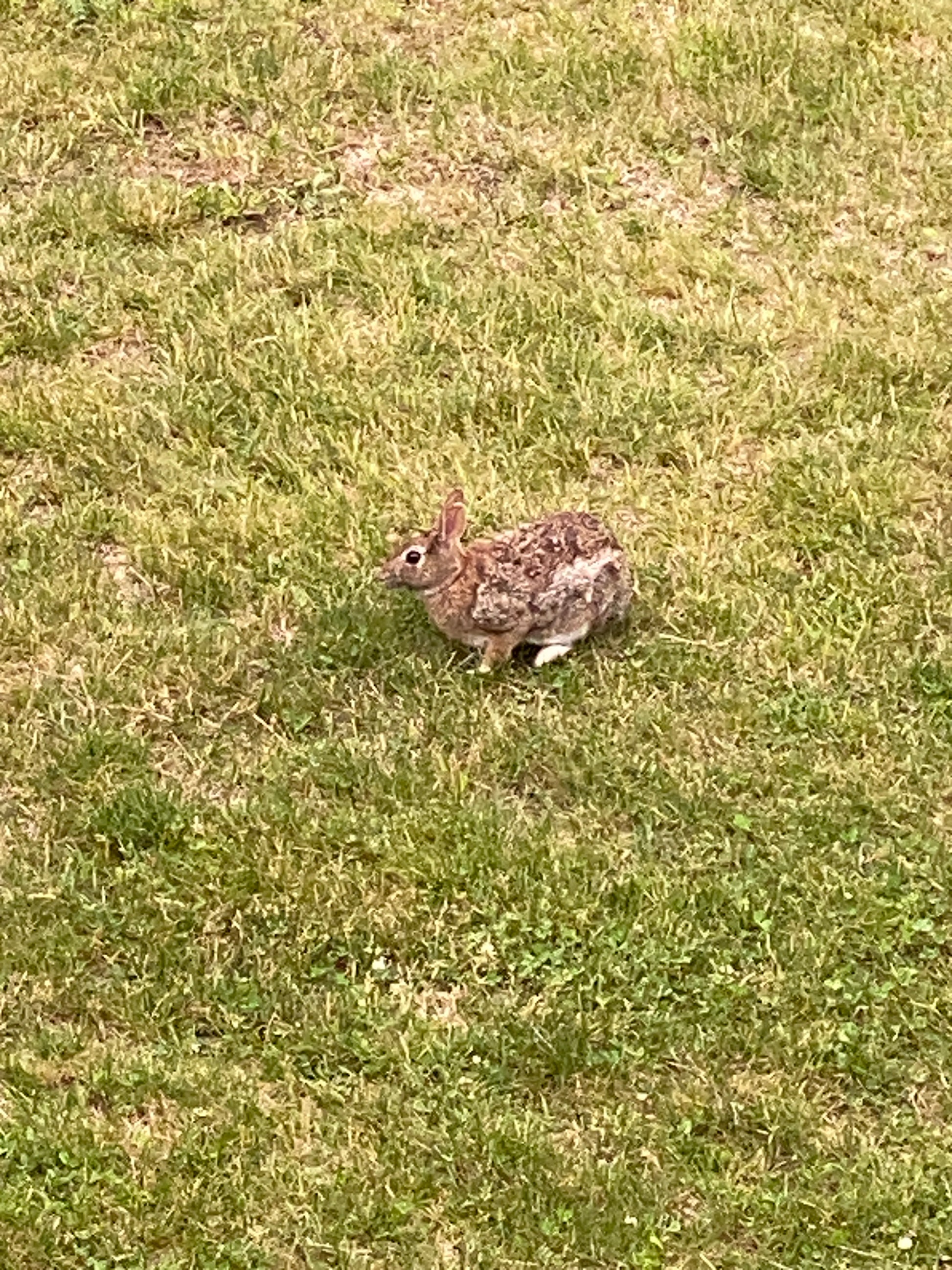 Rabbit on a grassy field