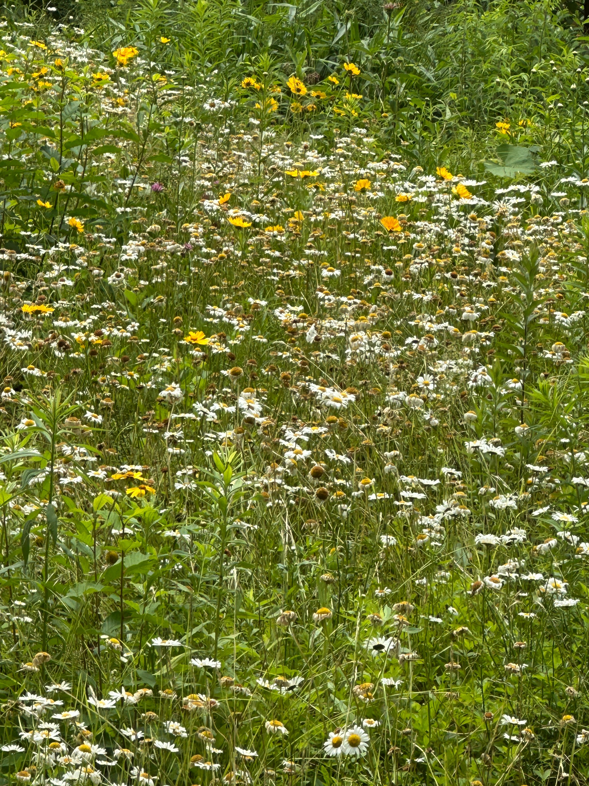 Field of green grass with white and yellow flowers