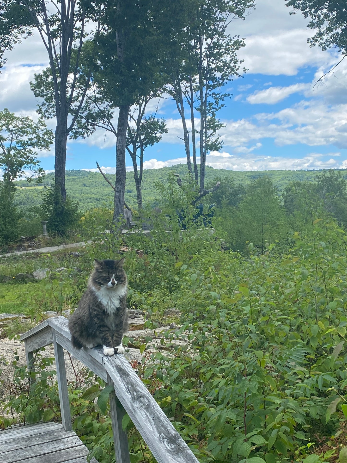 Cat sitting on a wooden railing with a scenic view of trees and sky.