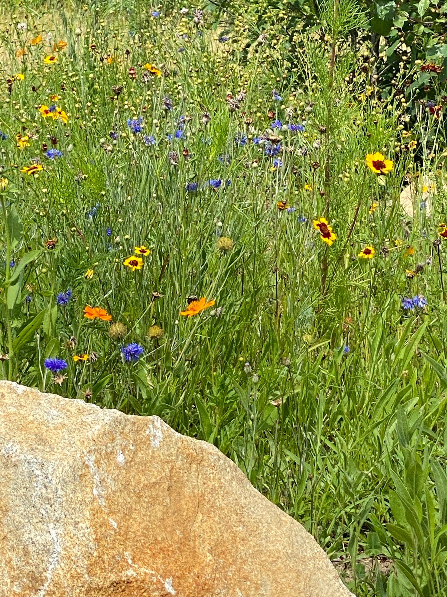 Wildflowers with a stone wall in the foreground