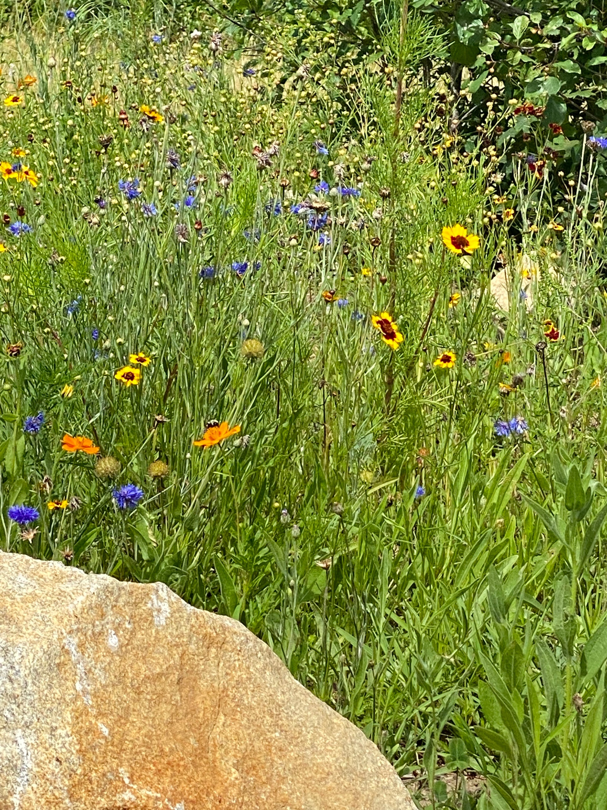 Wildflowers in a garden with a stone path Nature View NH Estate