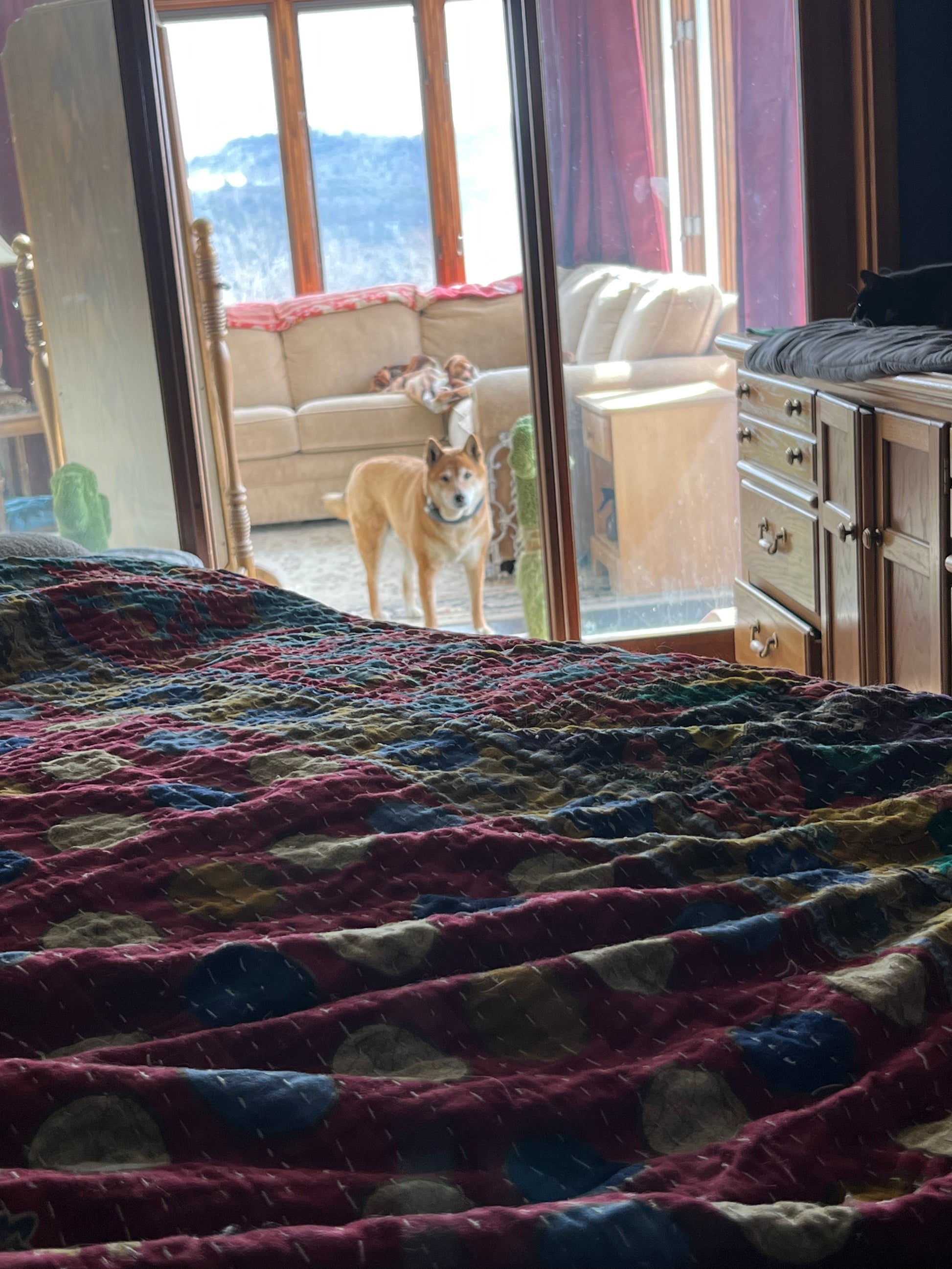 Dog standing in a doorway with a colorful quilt in the foreground