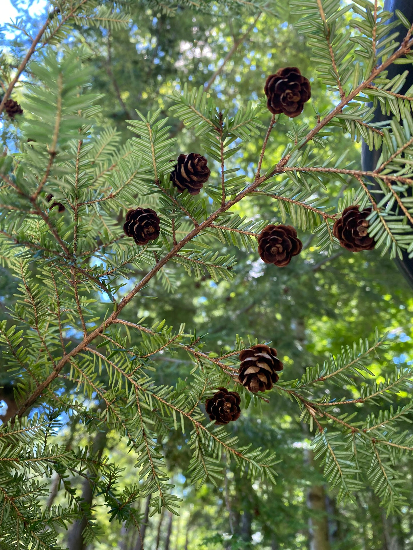 Cones on a tree branch with a blurred natural background