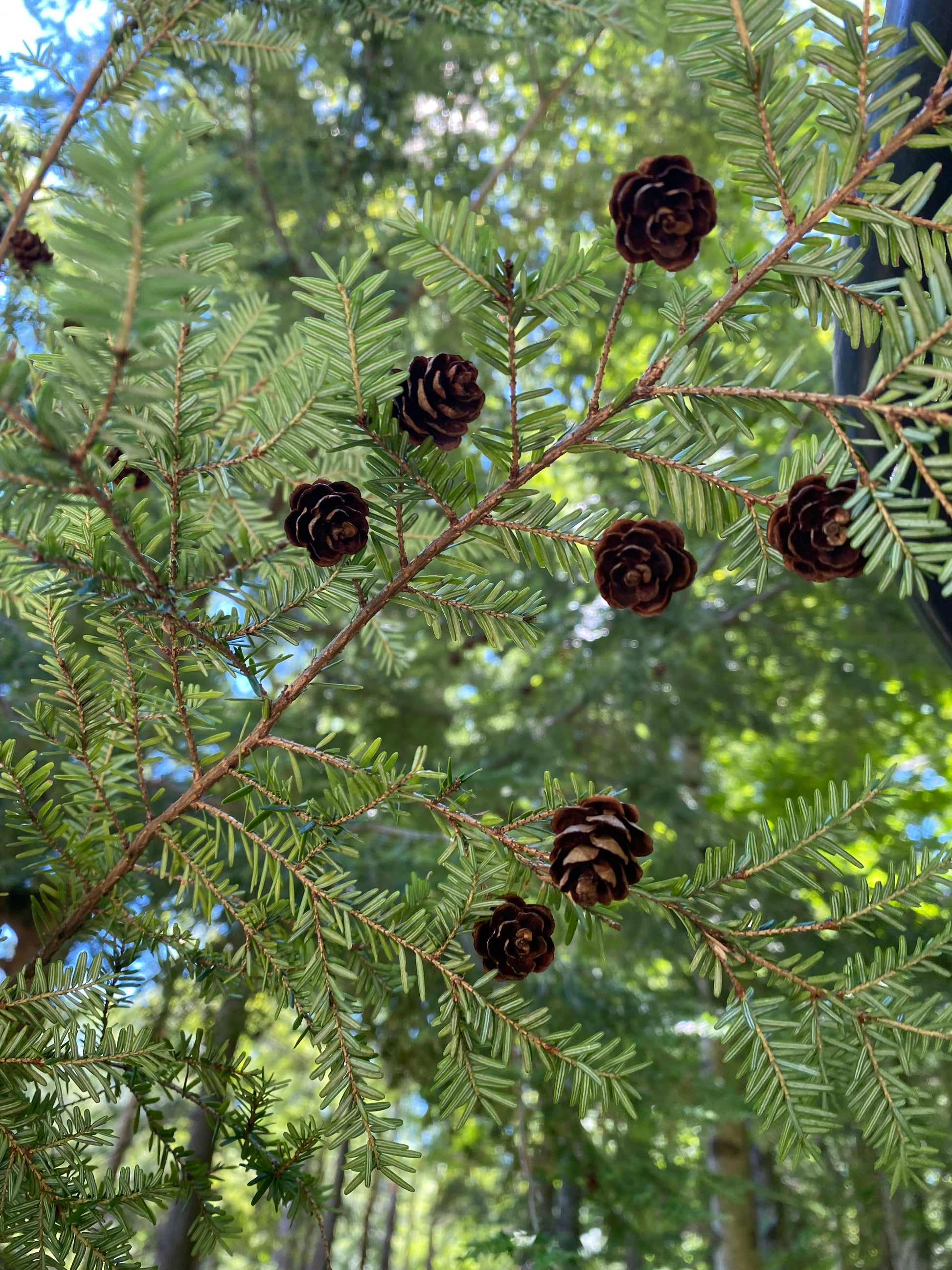 Cones on a tree branch with a blurred natural background