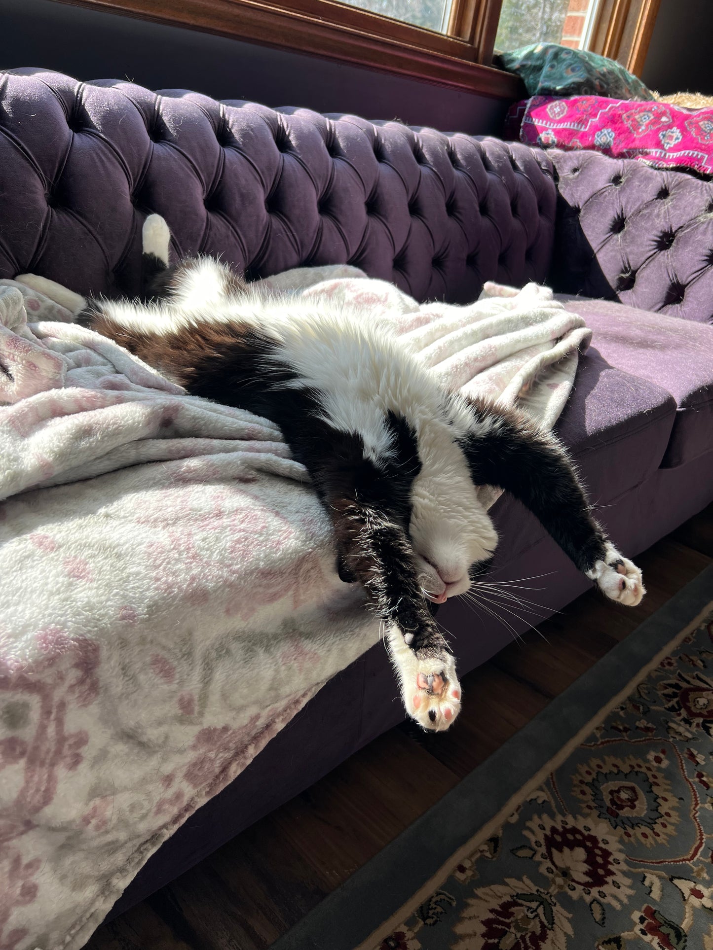 Cat lying on a purple couch with a patterned rug below