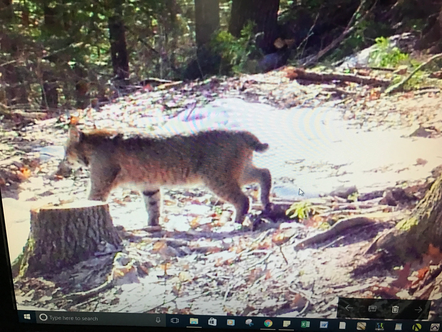 Bobcat standing on a forest floor with trees and rocks in the background