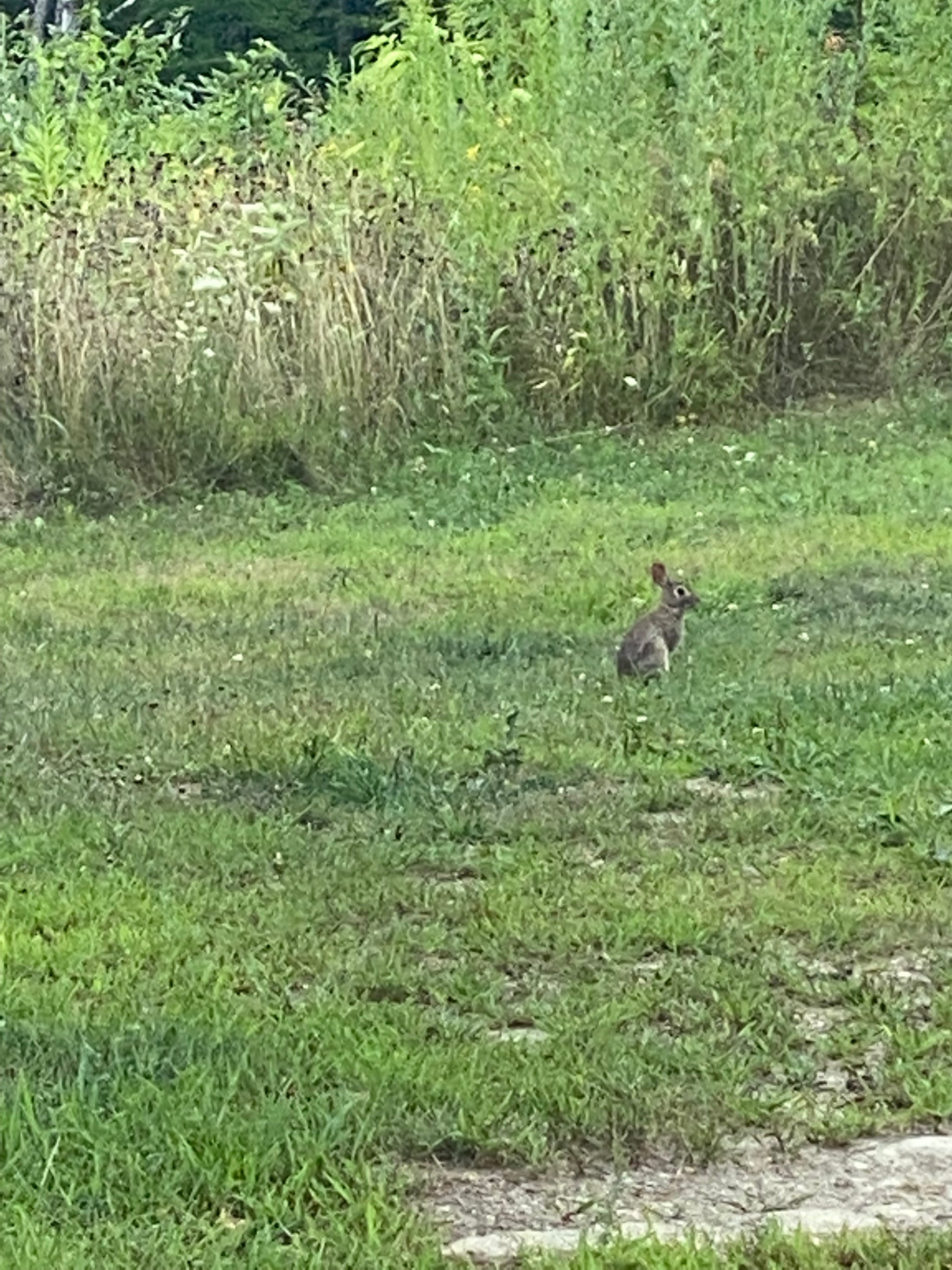 Rabbit in a grassy field