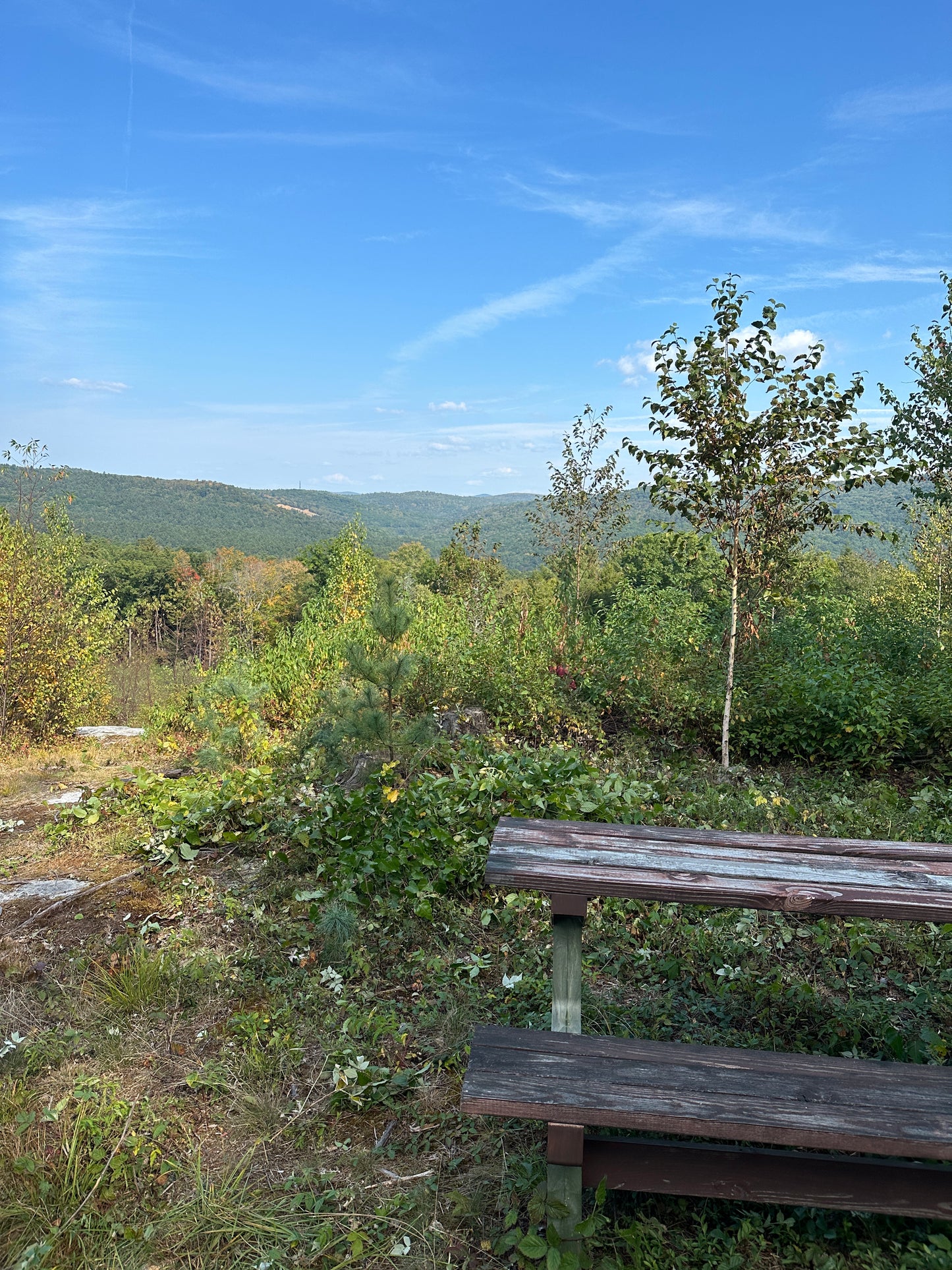 Wooden bench in a natural setting with trees and clear sky. Mountaintop view.