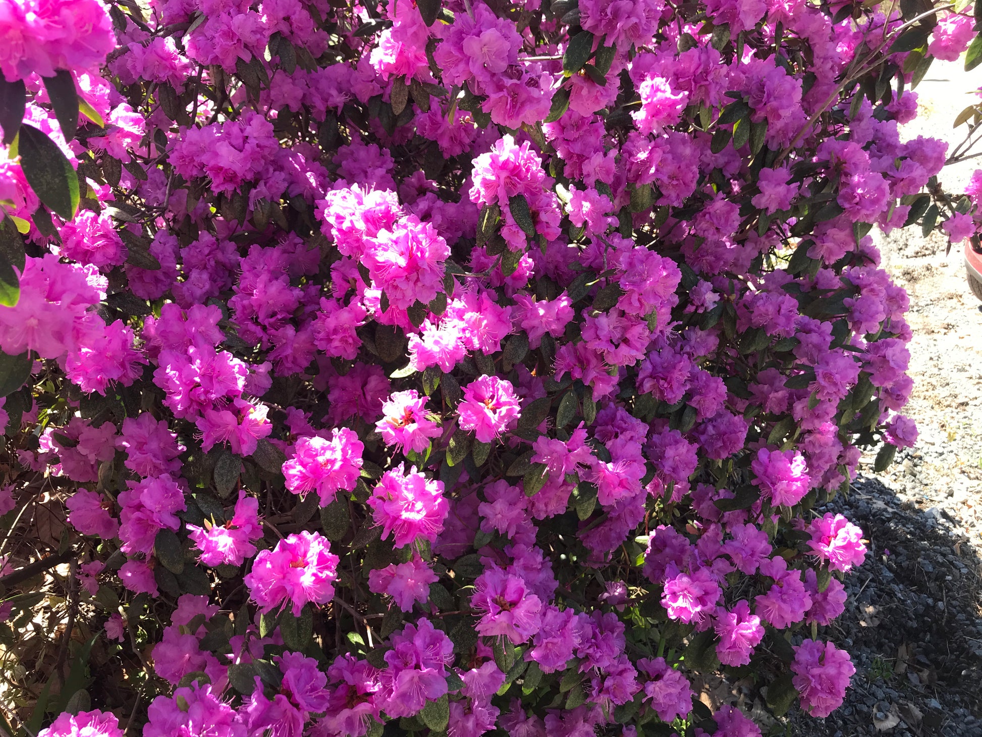 Bougainvillea plant with bright pink flowers and green leaves.
