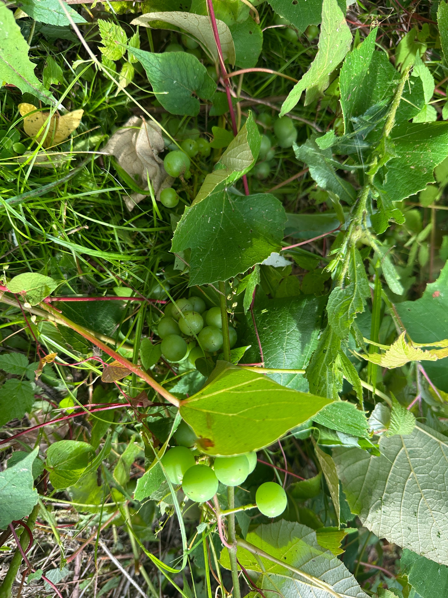 Grapes and leaves in a natural setting