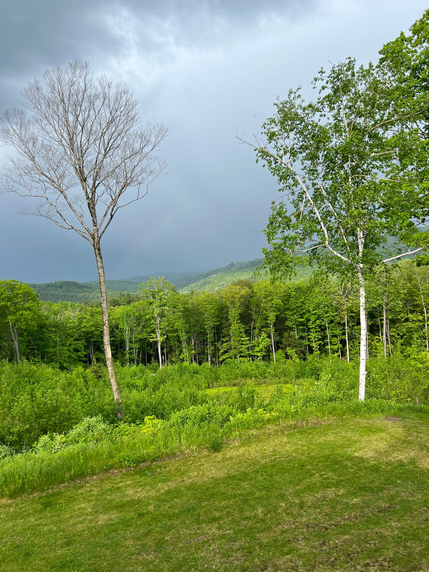 Lush green forest with a clear sky rainbow
