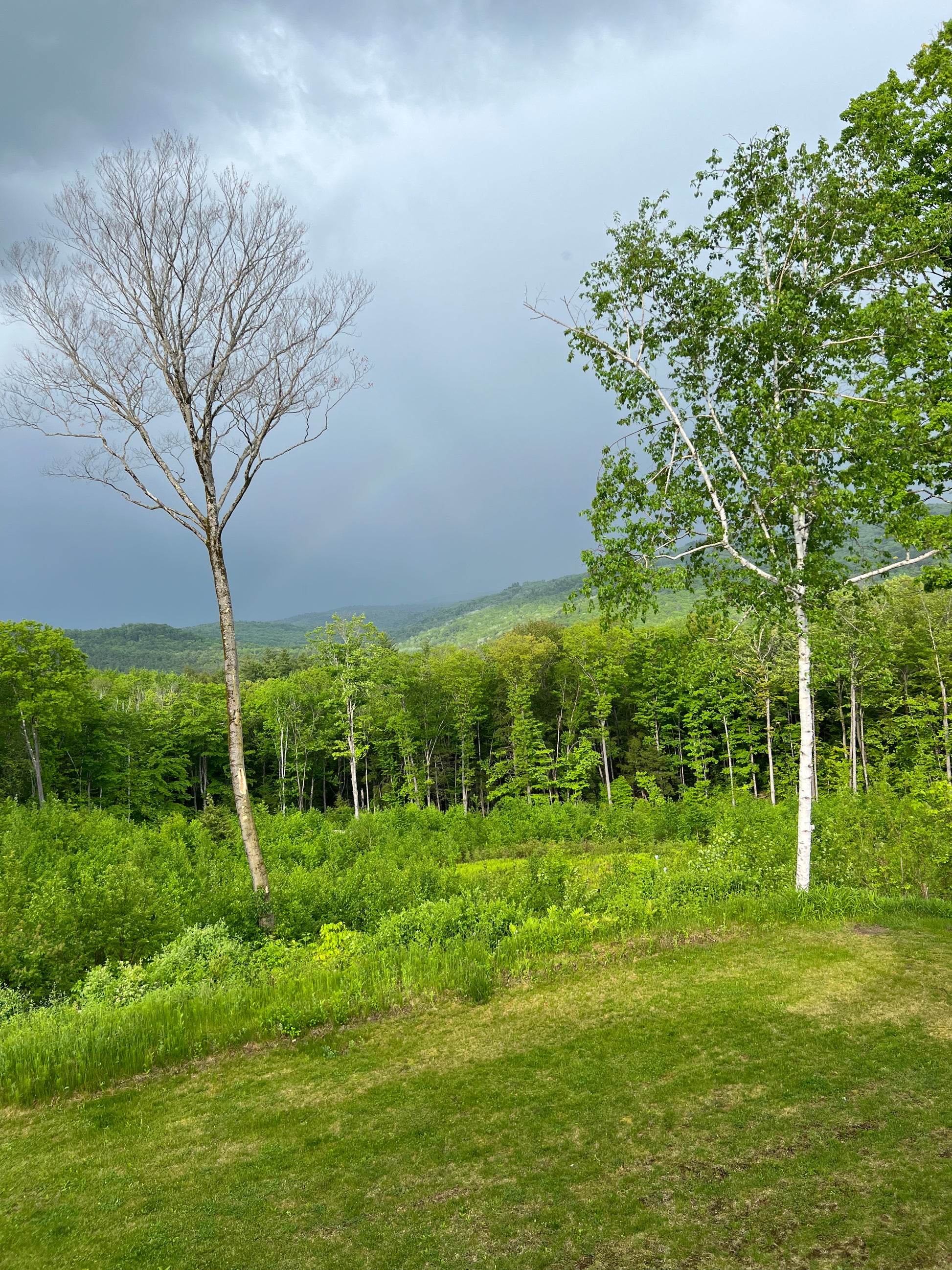 Lush green forest with a clear sky rainbow