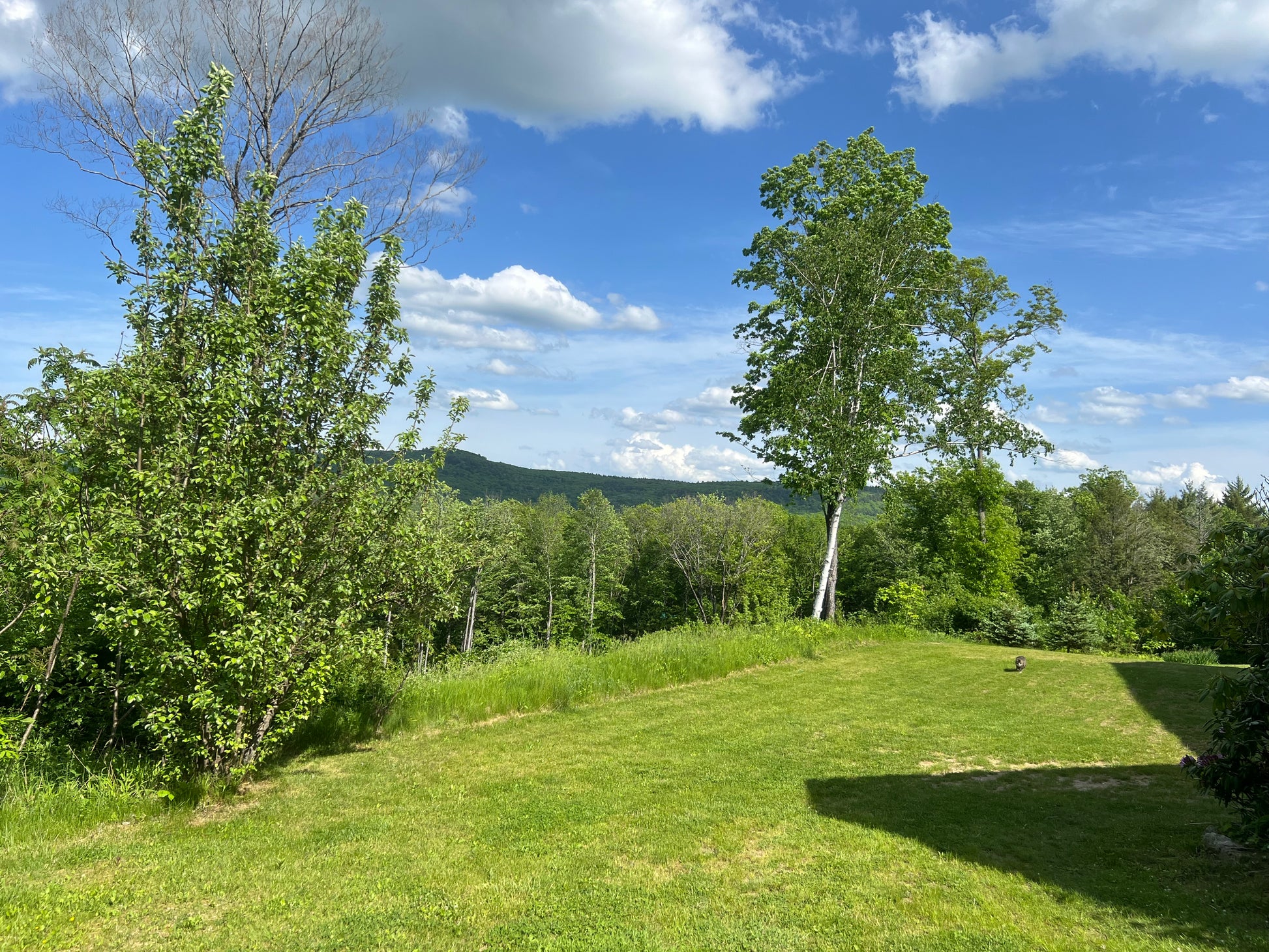 Lush green landscape with trees and a clear blue sky