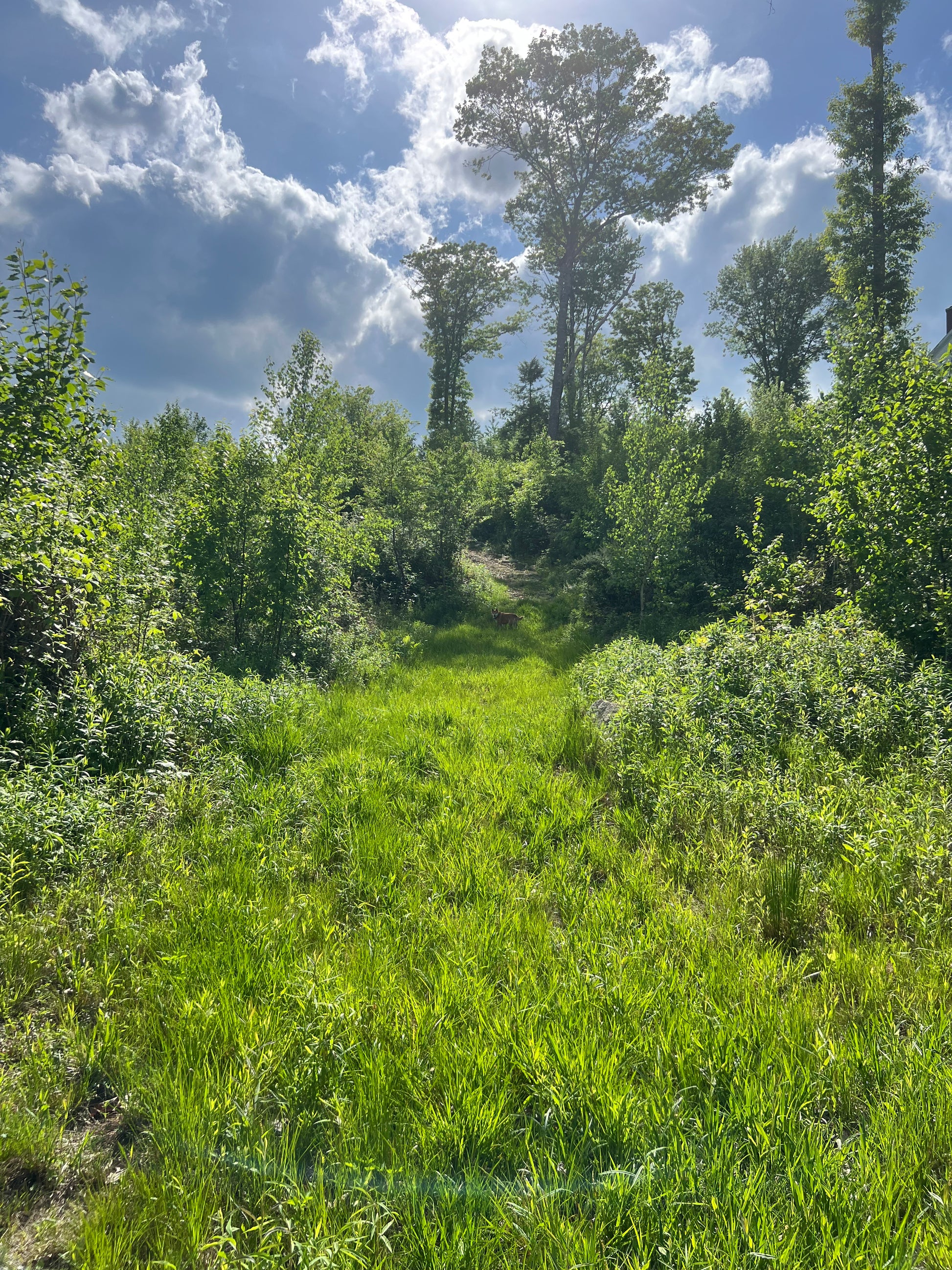Winding path through a lush green forest with tall trees and blue sky.