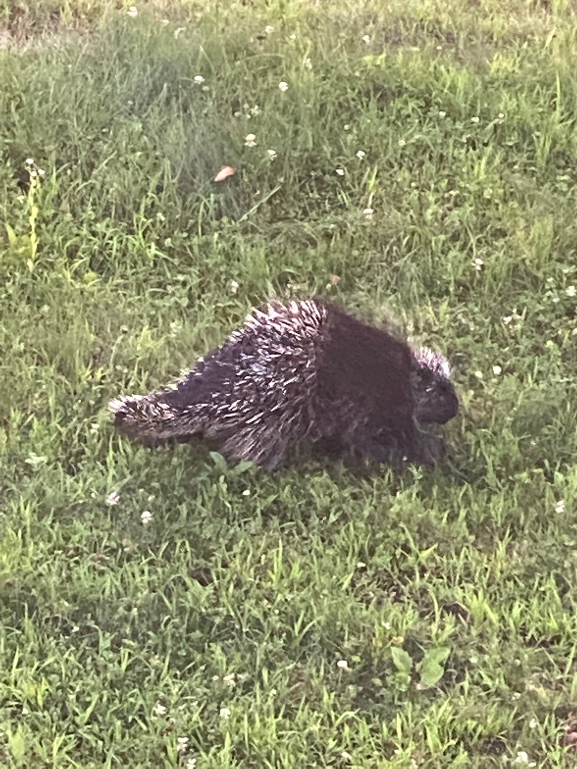 Black porcupine on grass