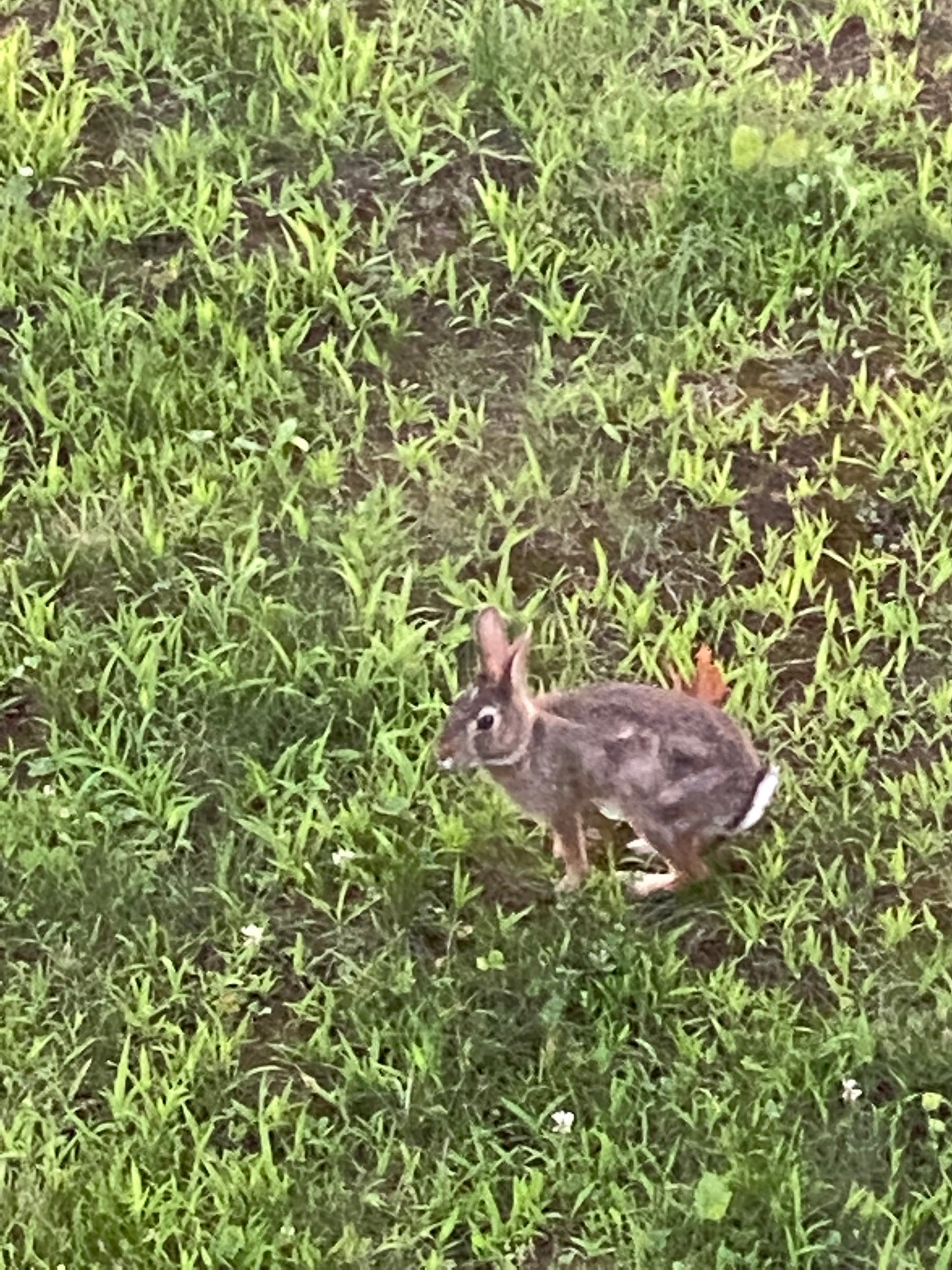 Small rabbit in a grassy field