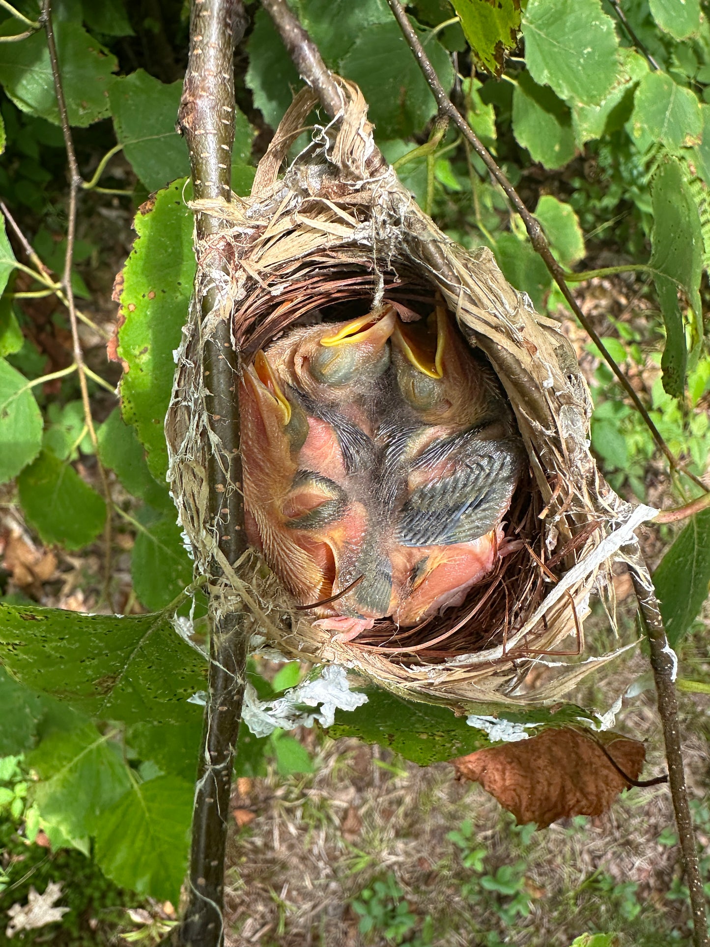 Two baby birds in a nest surrounded by green leaves
