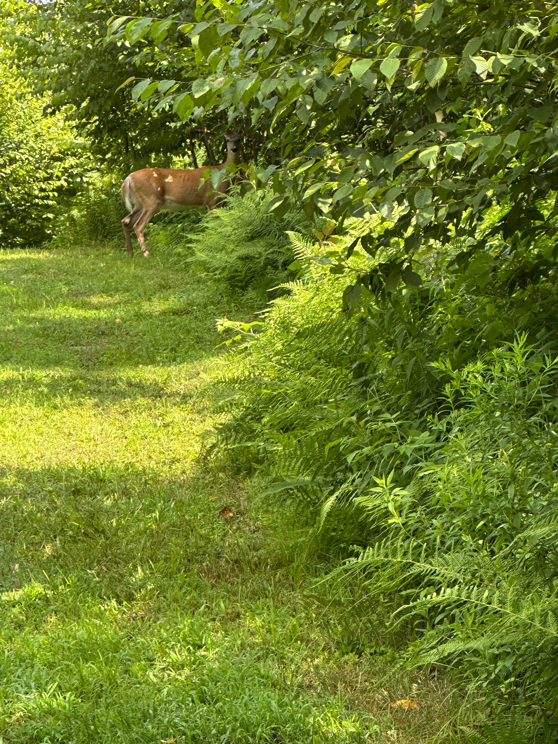 Deer on the back lawn with dense green foliage