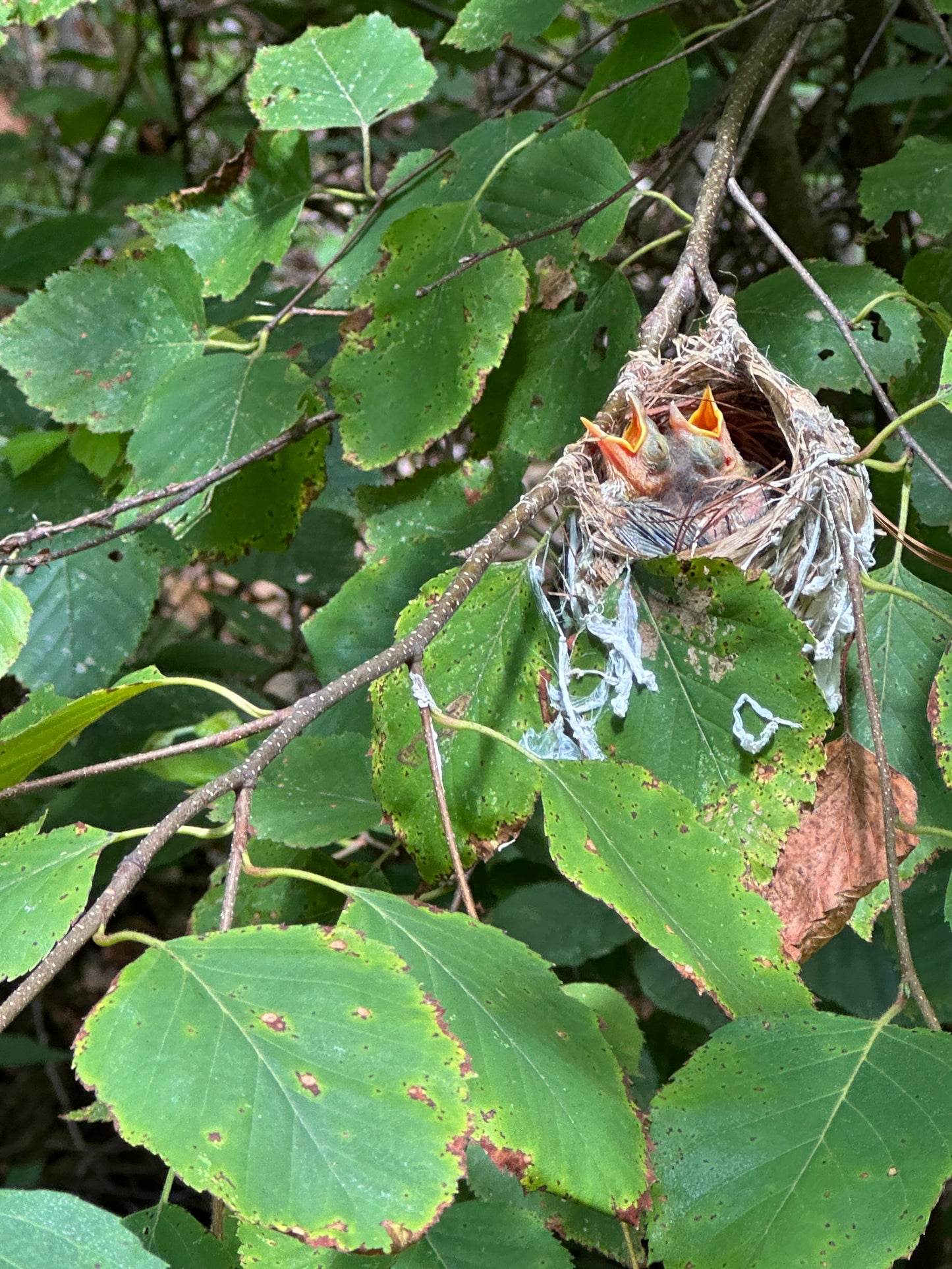 Bird nest with baby chicks in a tree surrounded by green leaves