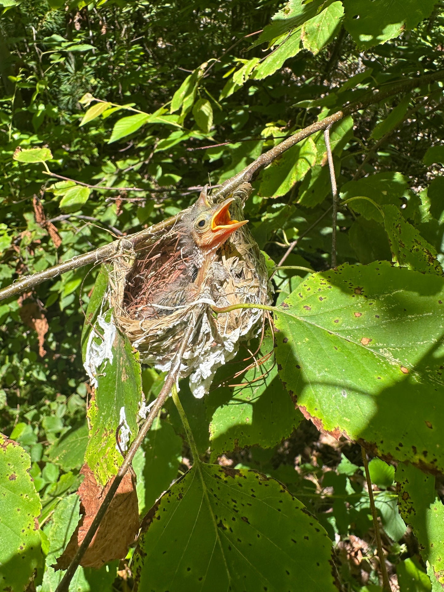Baby bird in a nest surrounded by green leaves