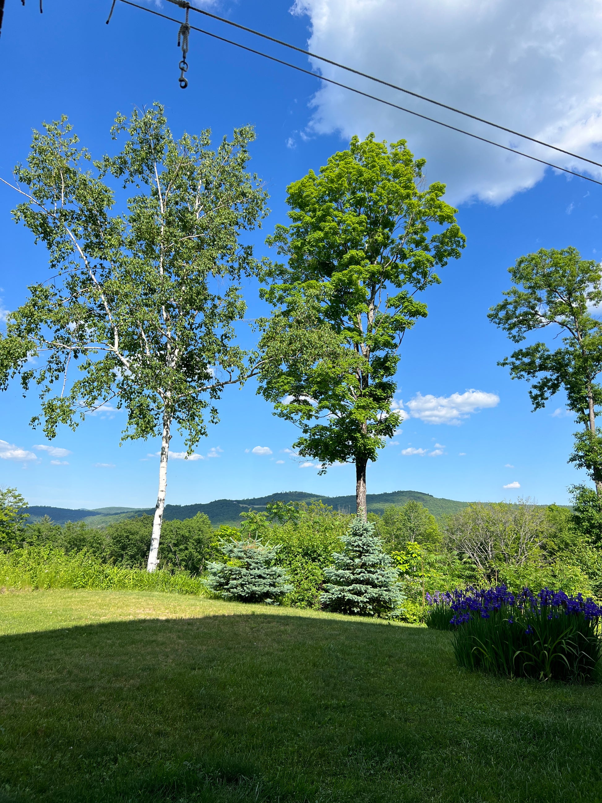 Scenic view of trees and grass with a clear blue sky