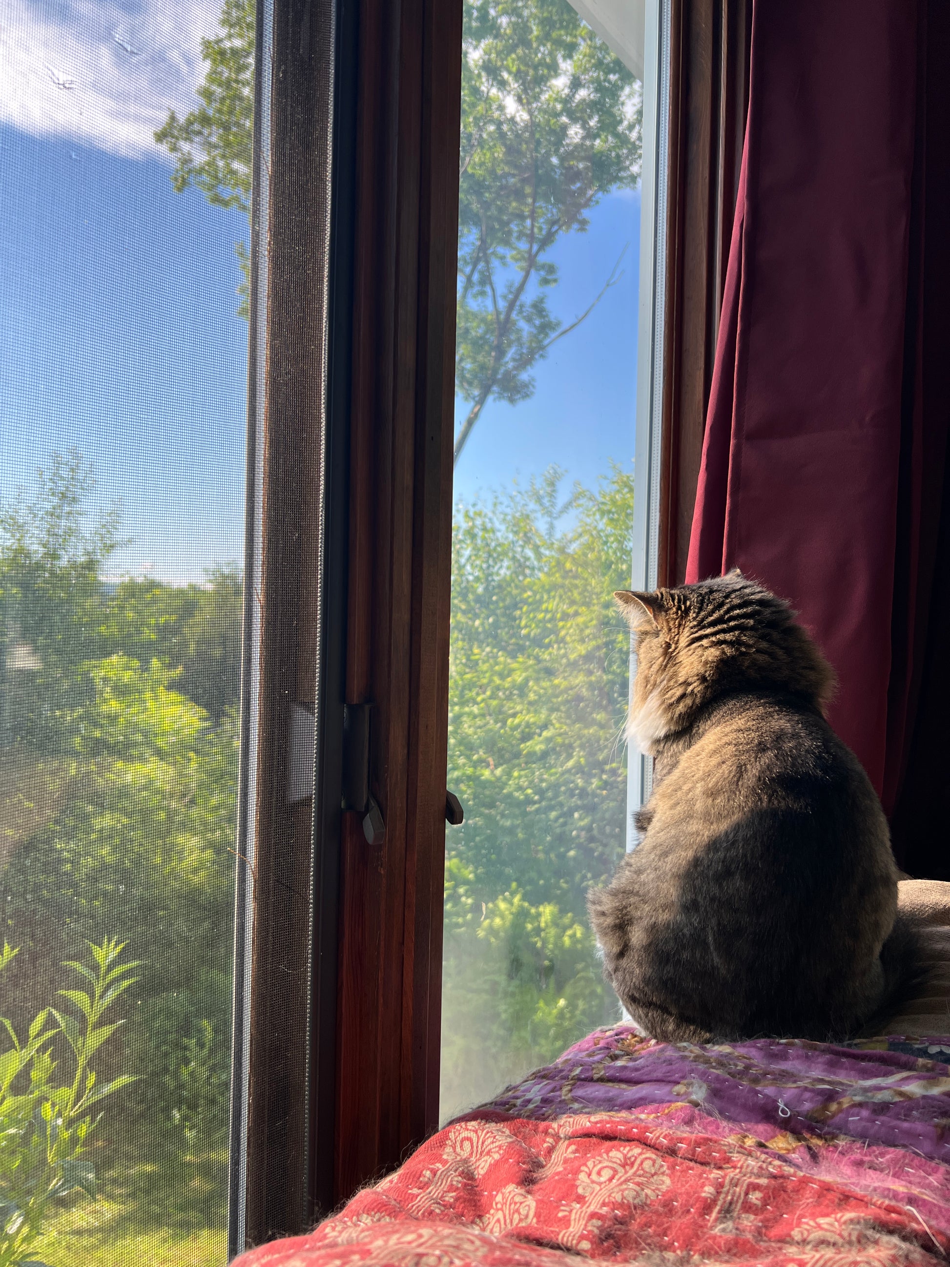 Cat sitting on a window sill looking out at trees and blue sky