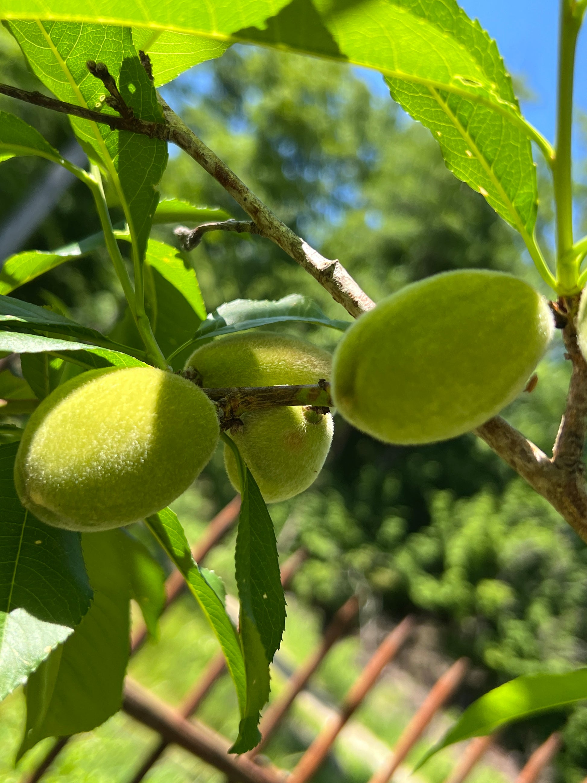 Green fruits on a tree branch with leaves