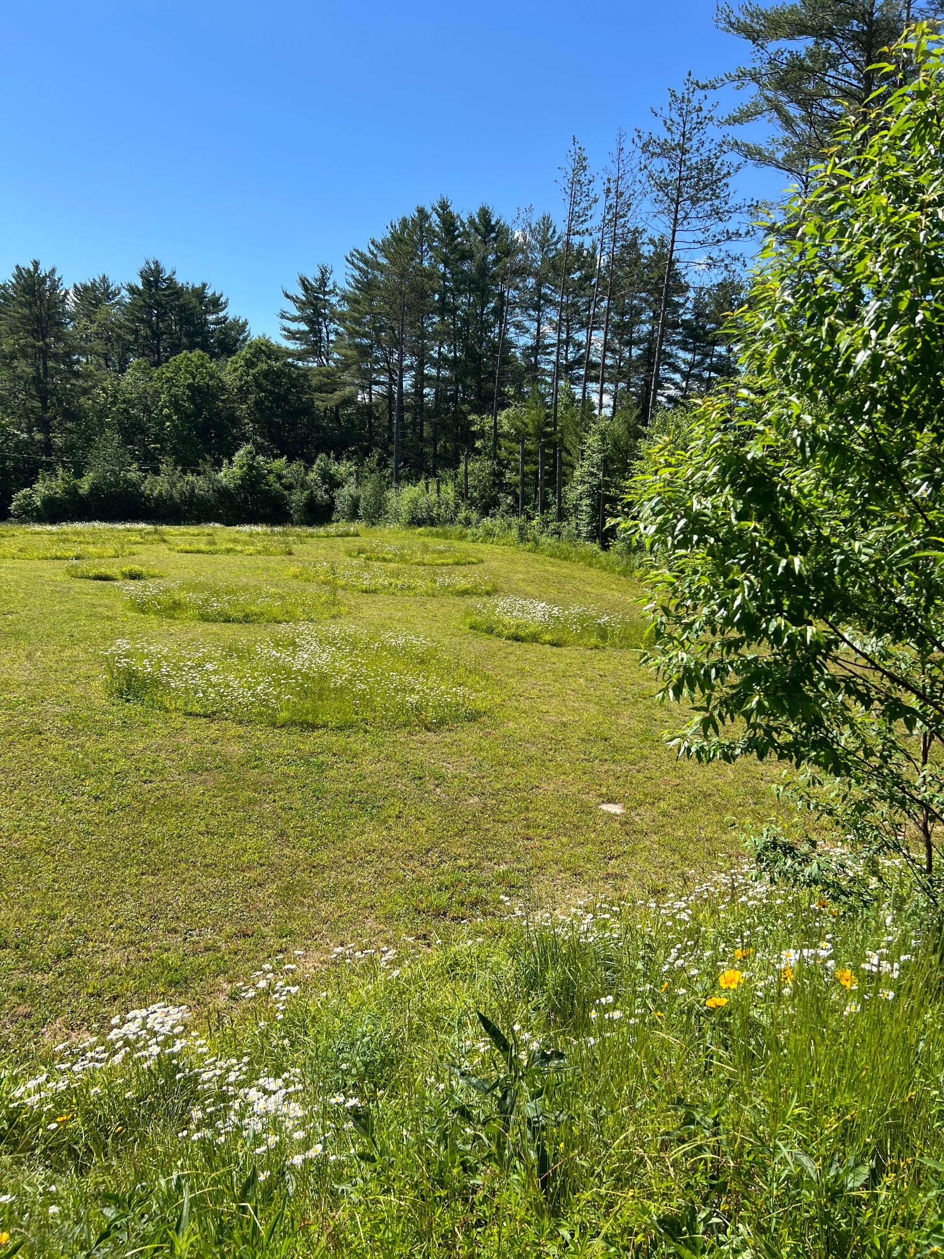 Grassy field with trees and a clear blue sky