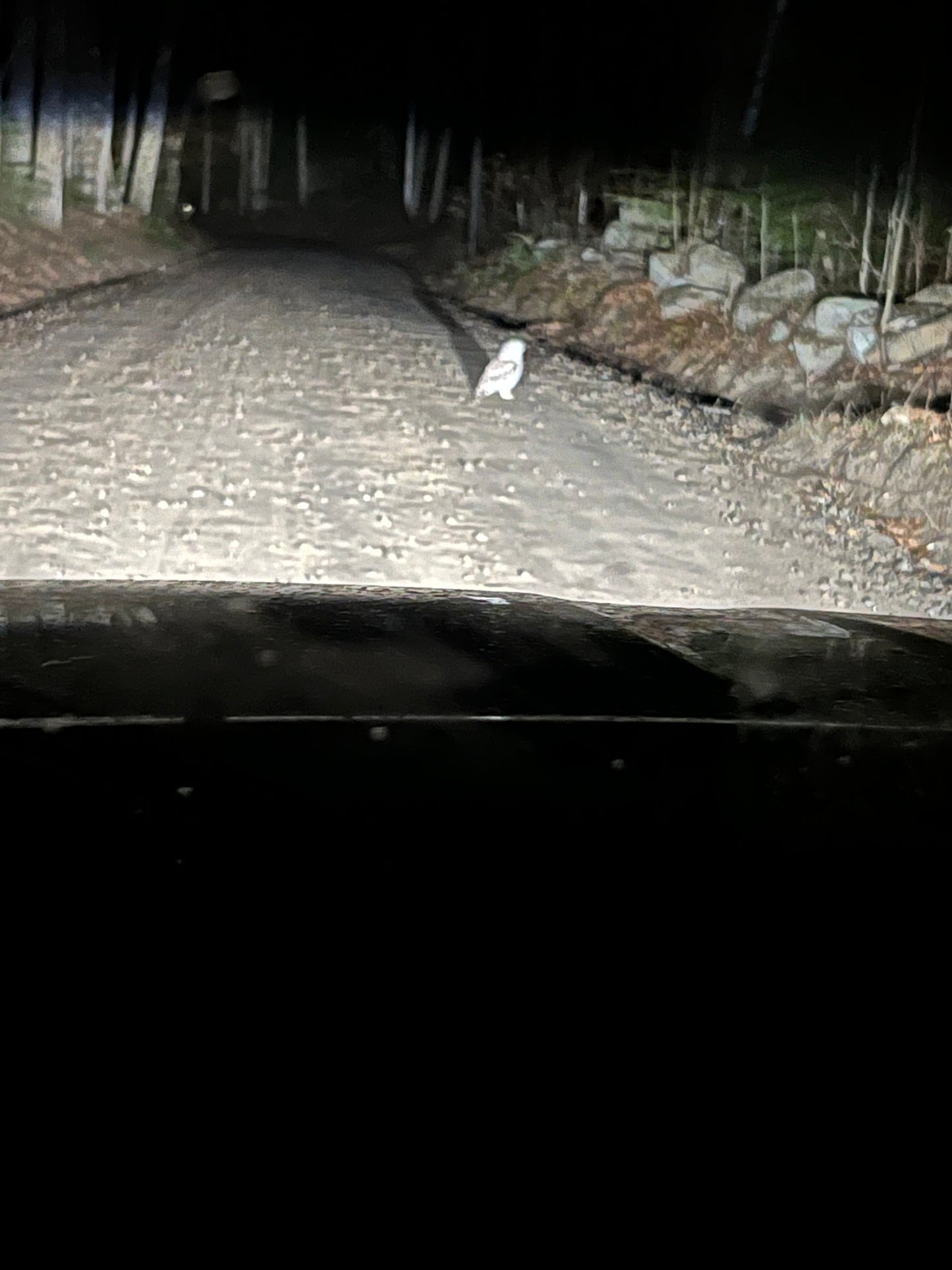 Owl on driveway  at night with vehicle headlights illuminating the scene