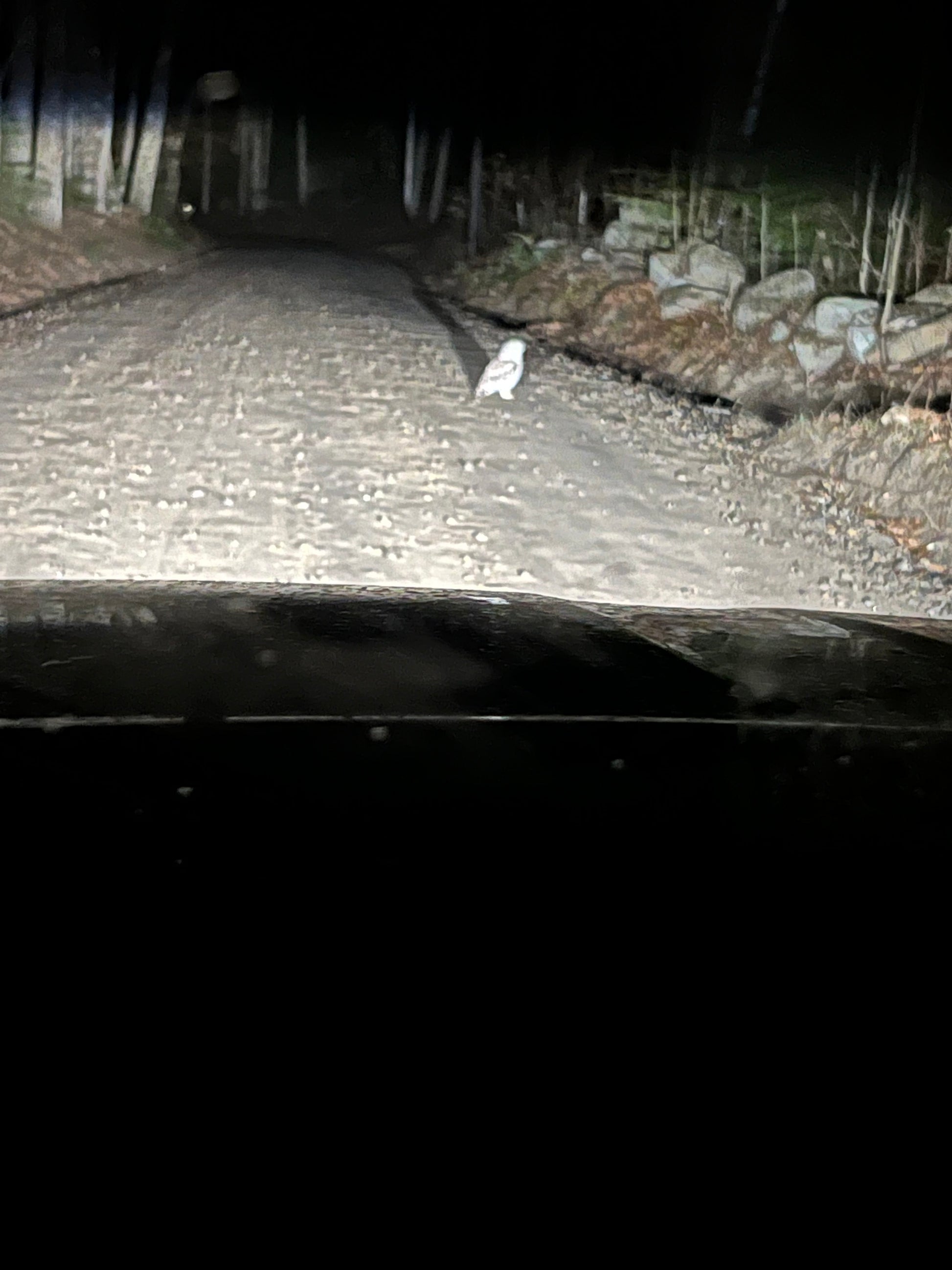 Owl on driveway  at night with vehicle headlights illuminating the scene