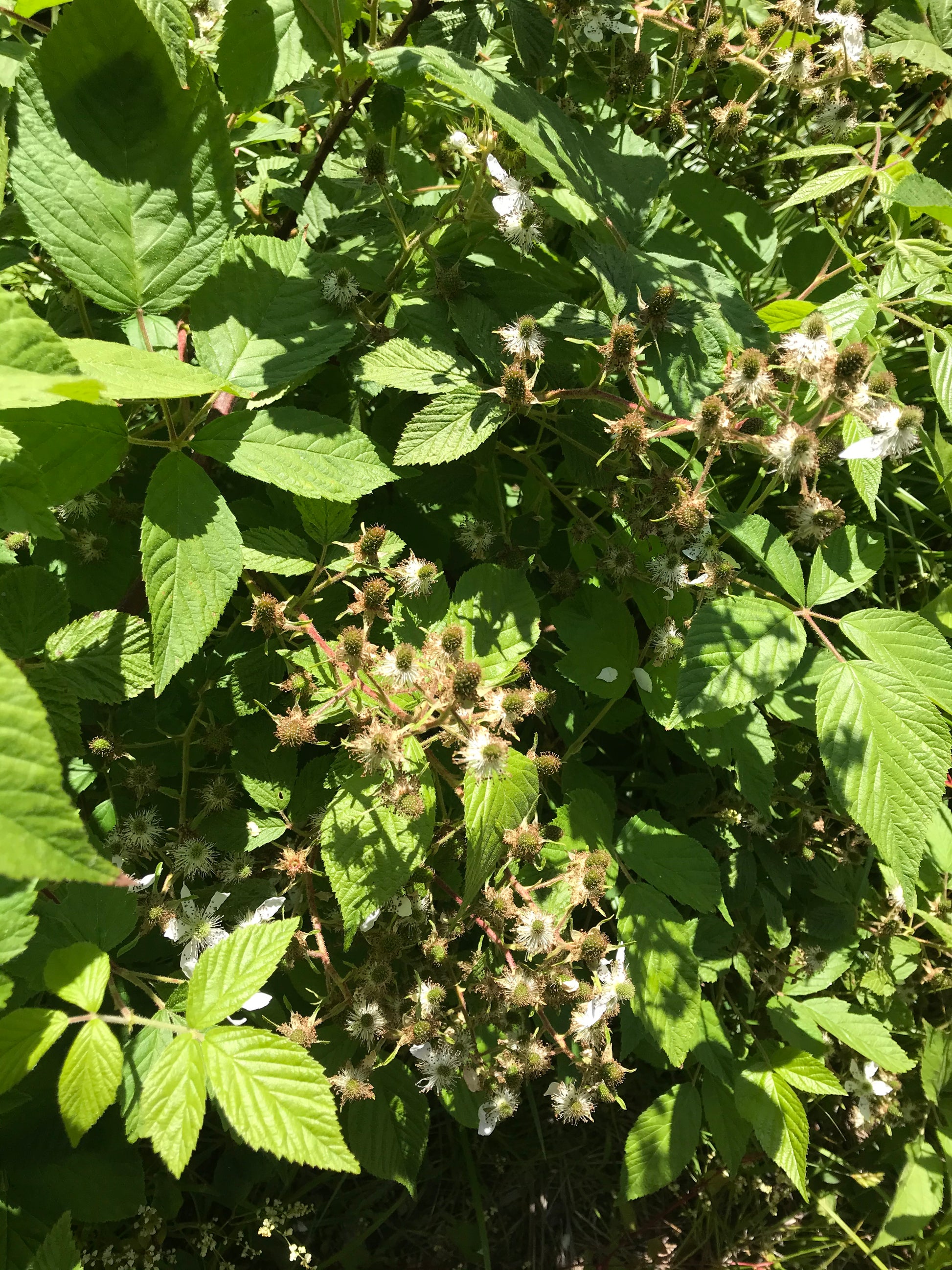 Black berries coming  close-up of green leaves and small white flowers in a natural setting