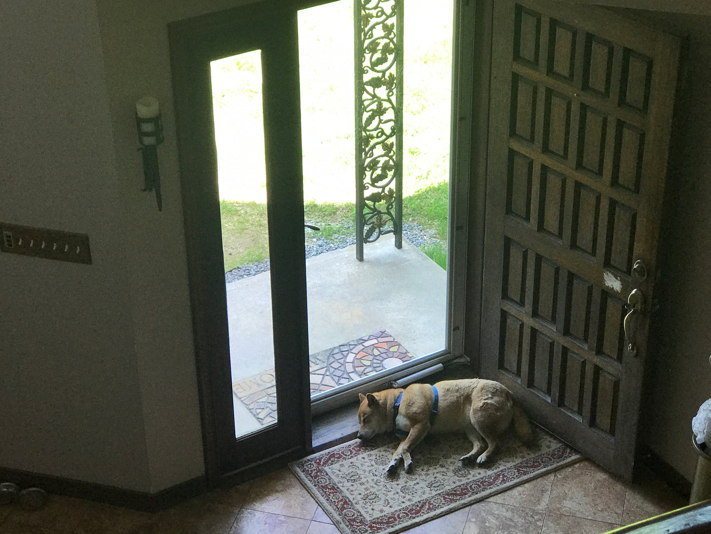 Dog Sheba Inu  sitting on a rug in front of an open door leading outside.