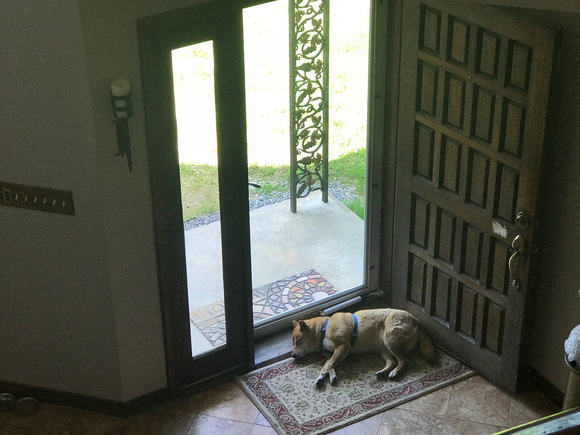 Dog Sheba Inu  sitting on a rug in front of an open door leading outside.