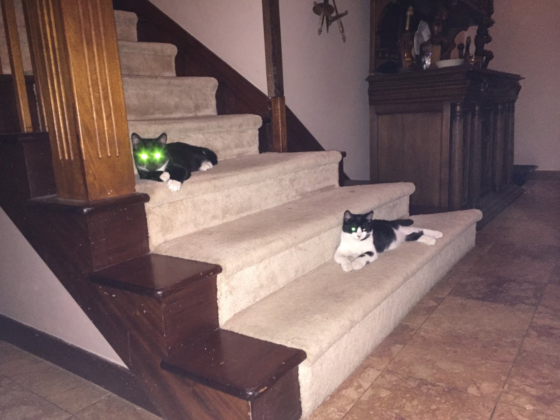 Two cats on a staircase in a home setting