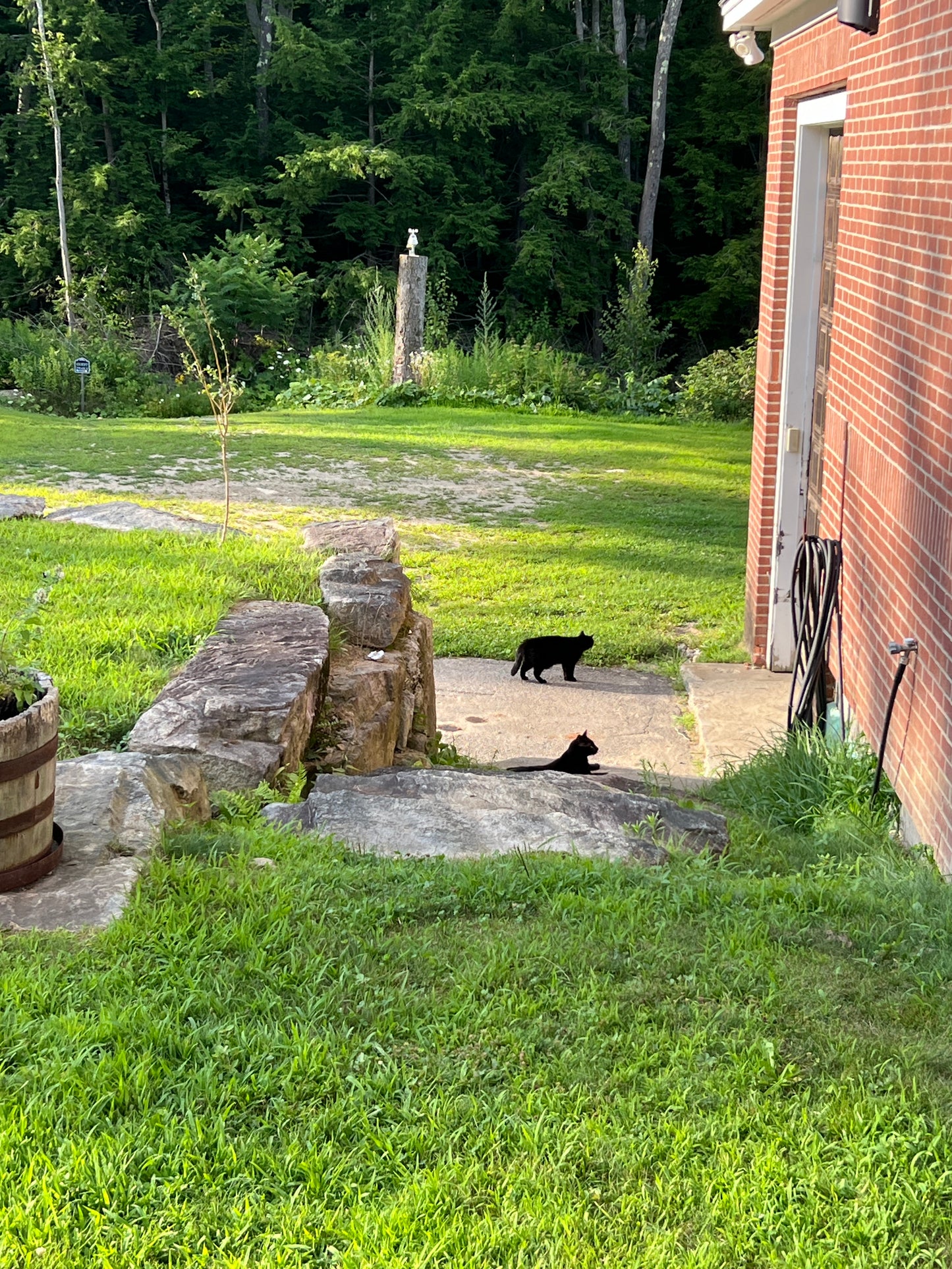 Two black dogs on a leash walking on a grassy area near a building.