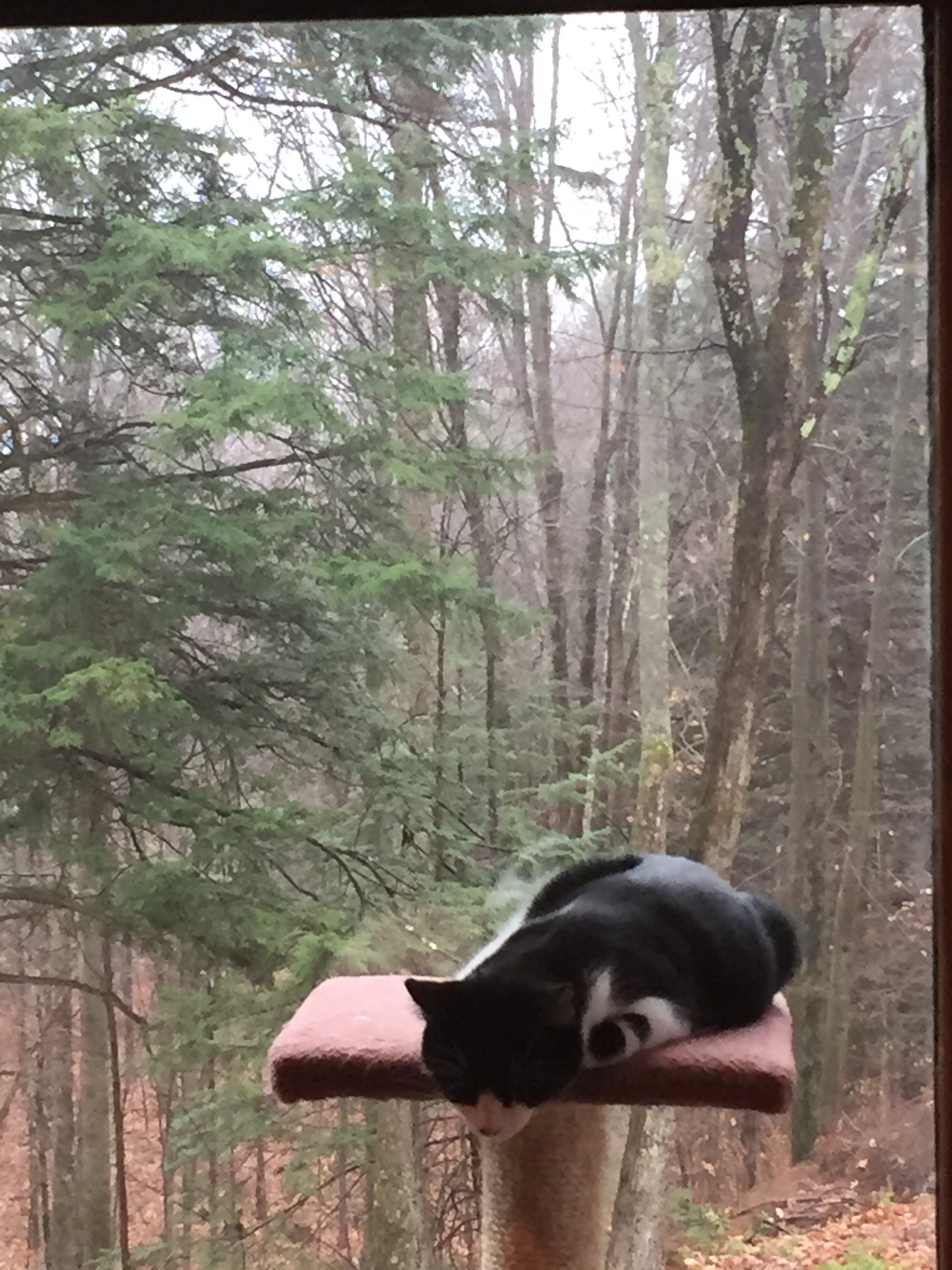 Cat  perched against  a forest background