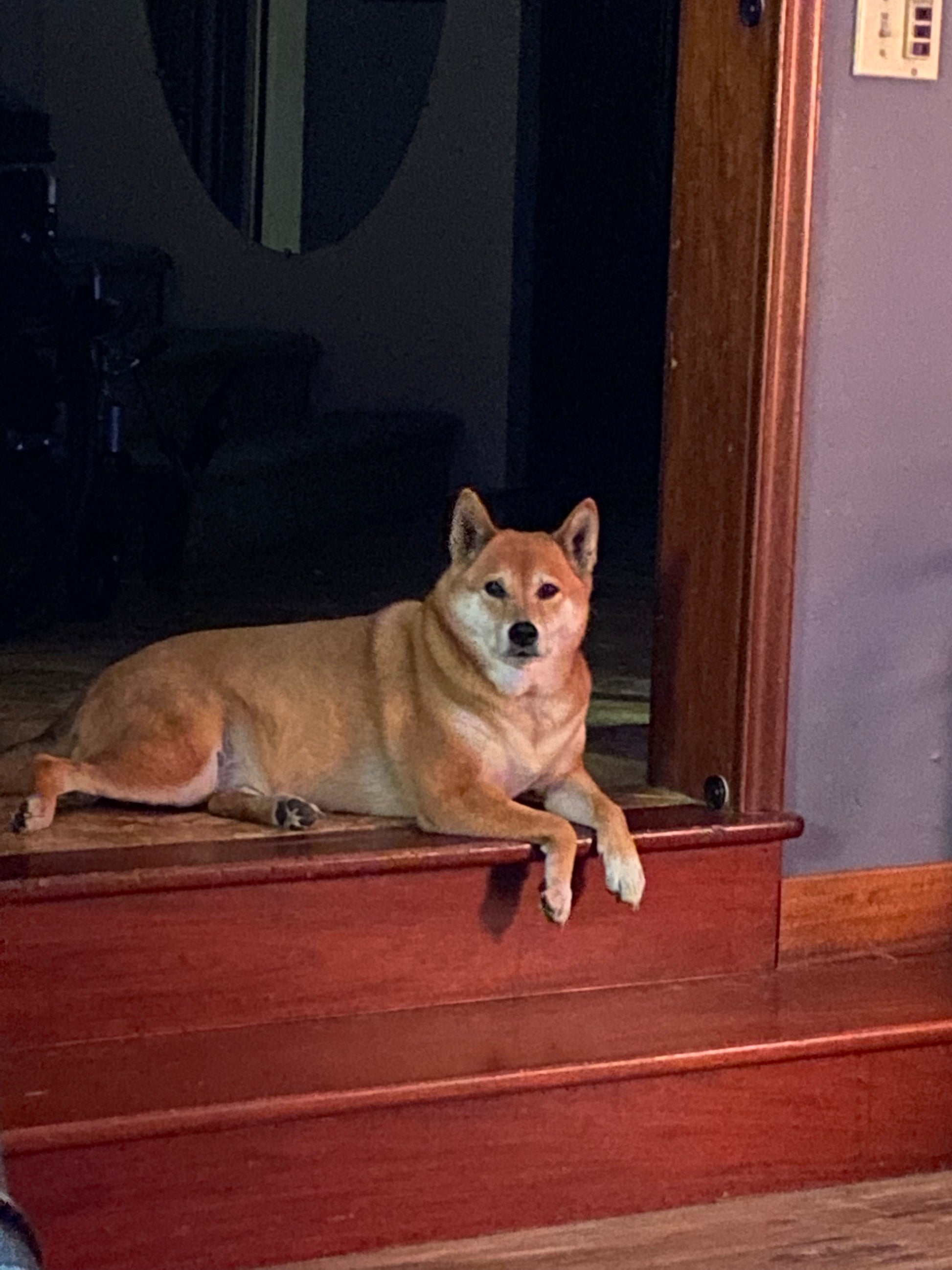 Sheba Inu dog sitting on a wooden steps in to the living room.