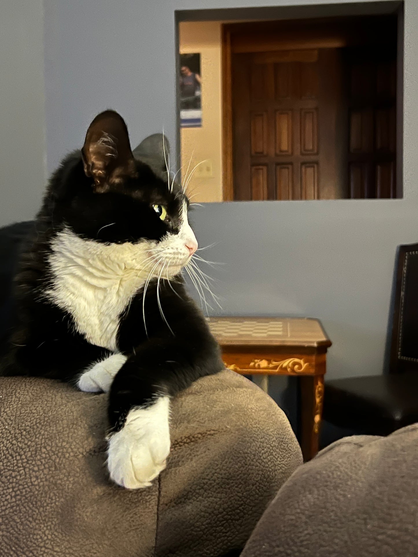 Black and white cat sitting on a brown armchair with a mirror reflecting a wooden door in the background.