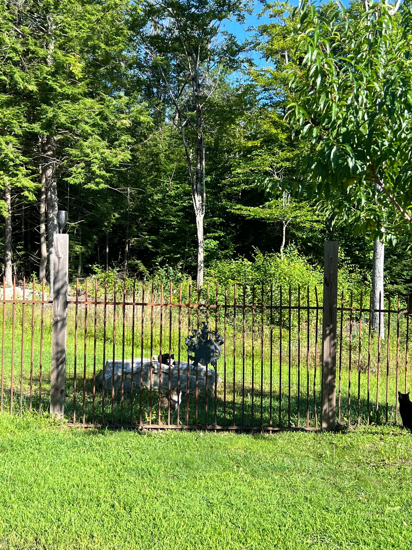 Wrought iron castle like fence with a view of trees and grass